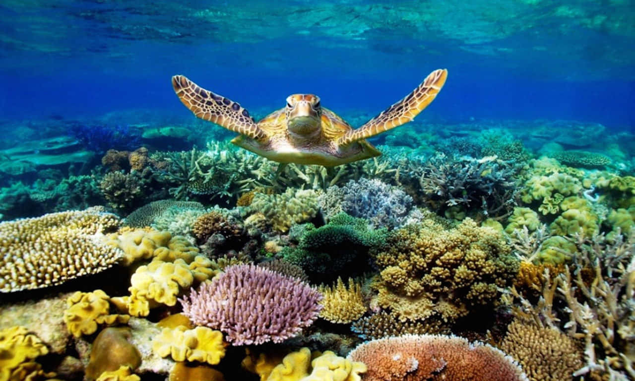 海龟在海底游动的美学图片 壁紙