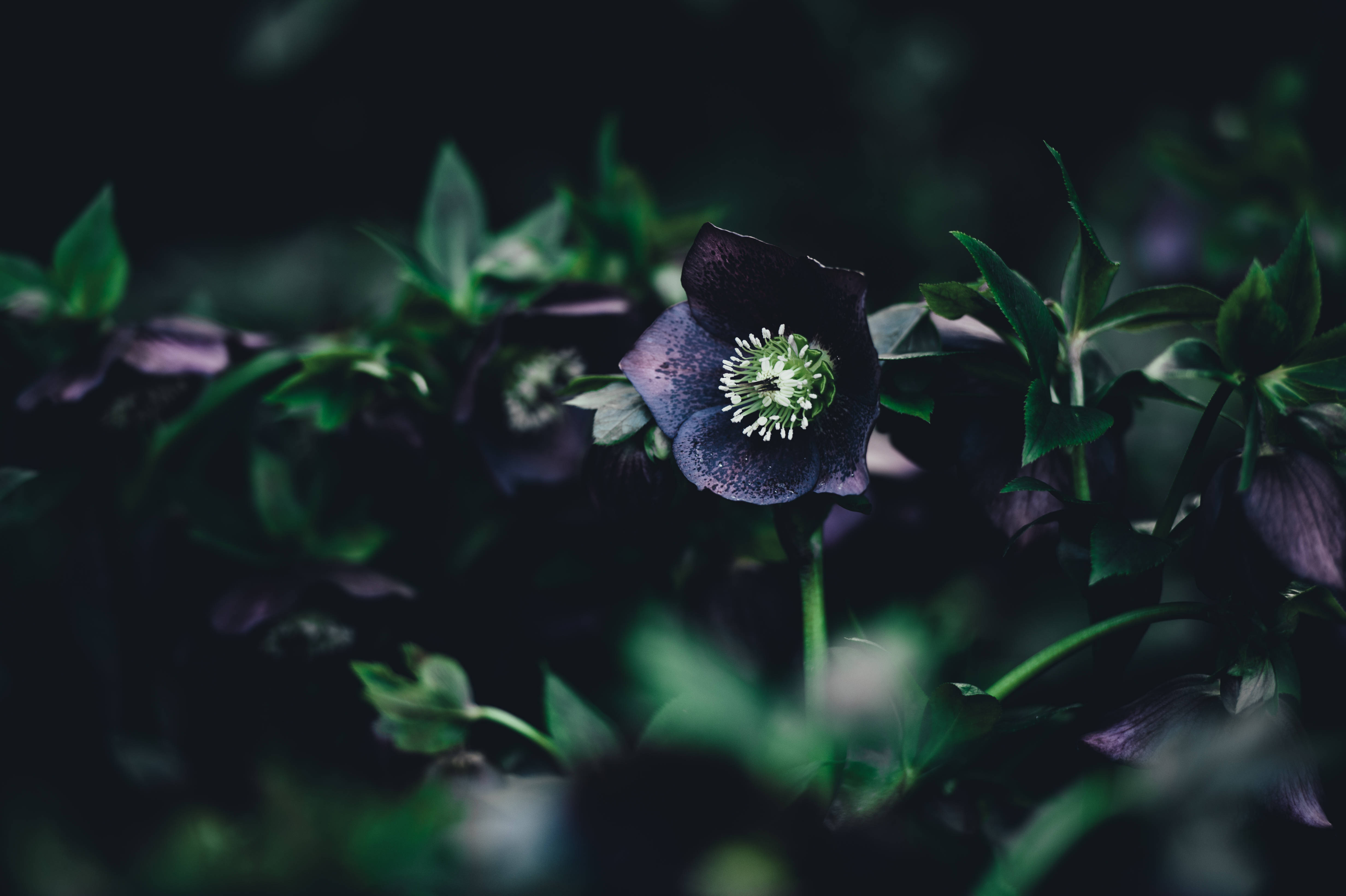 深紫花綠莖 壁紙