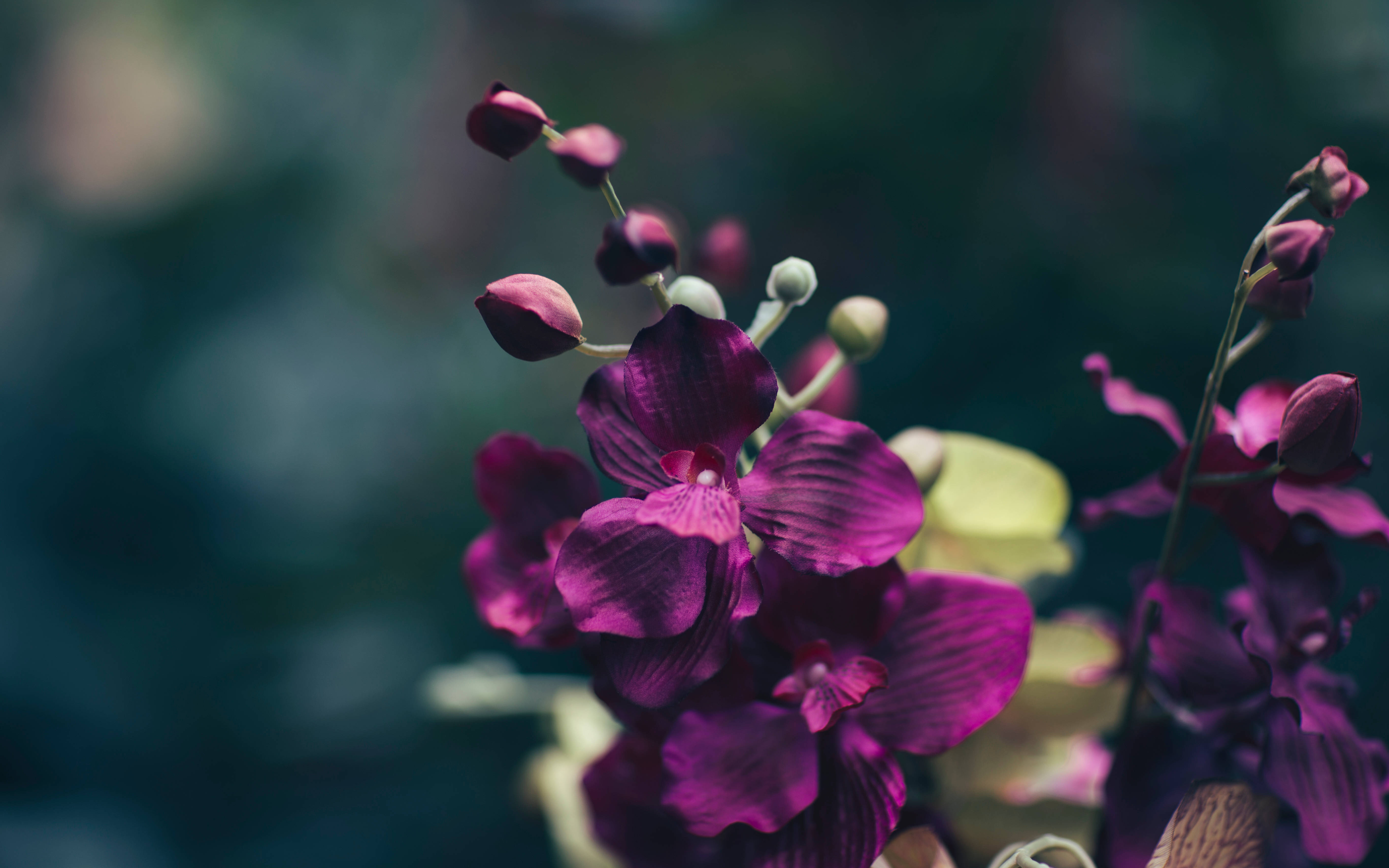 深紫花韵 壁紙