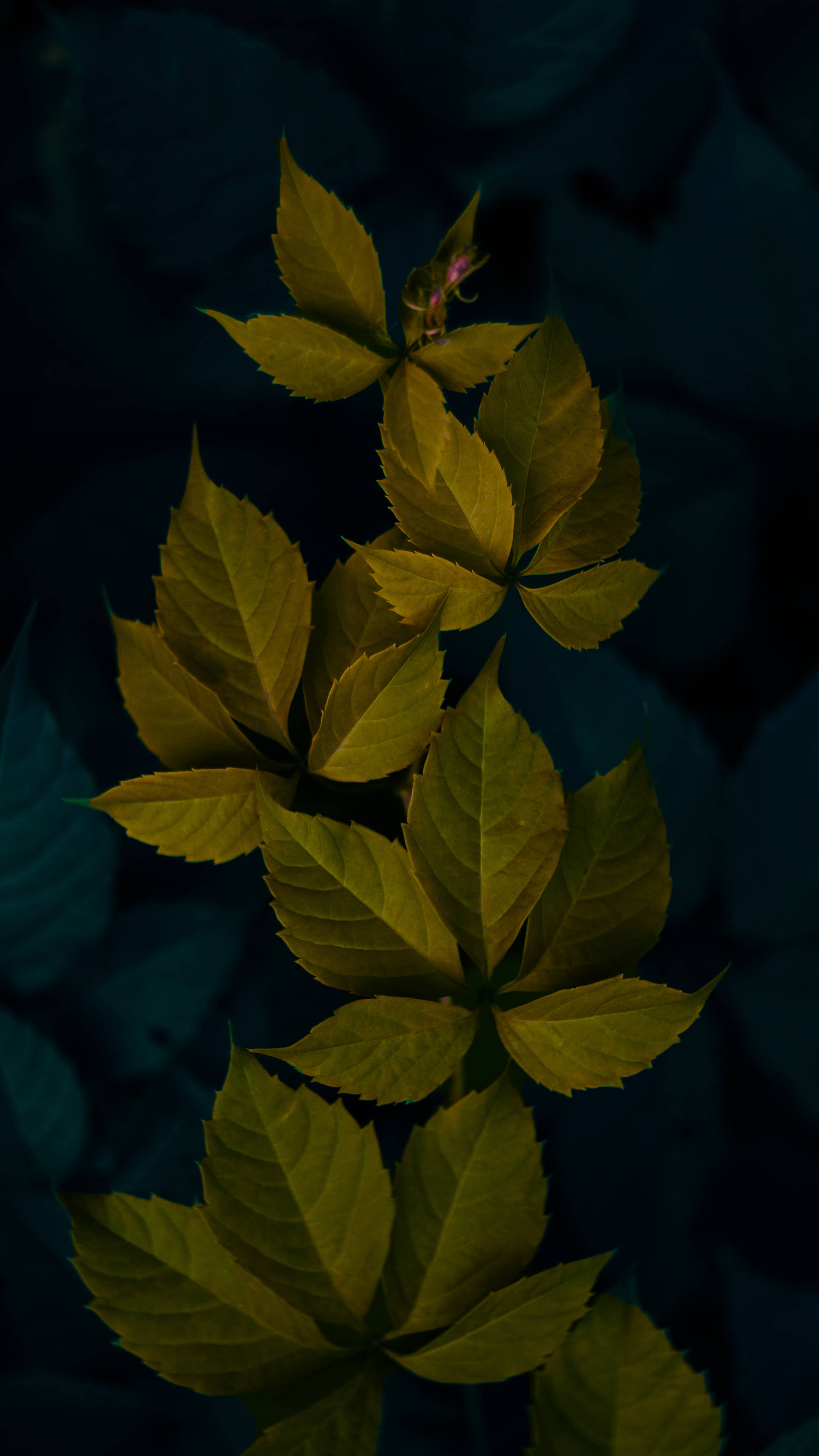 深綠簡約植物葉片 壁紙
