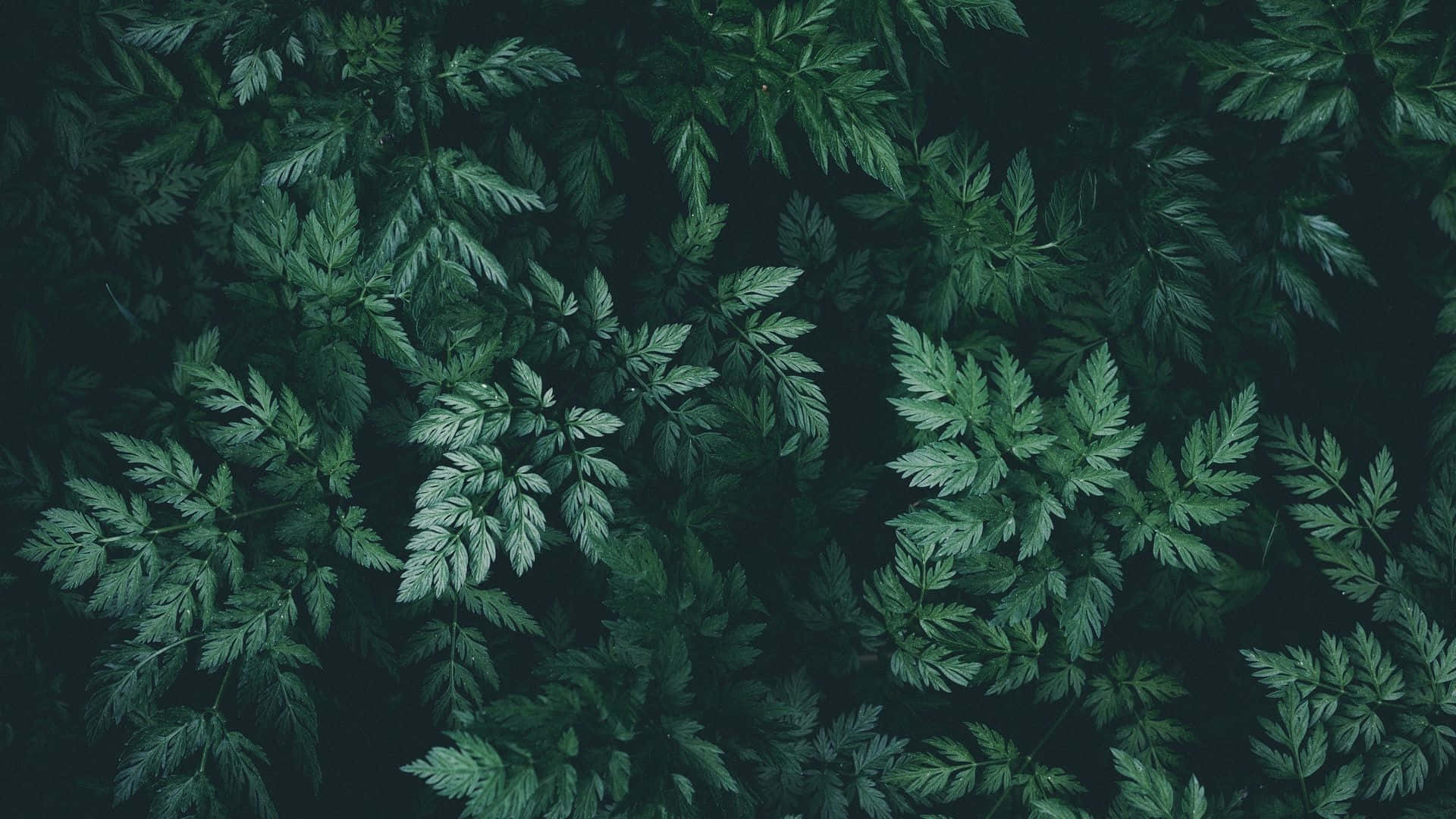 深綠美學自然靈感背景 壁紙