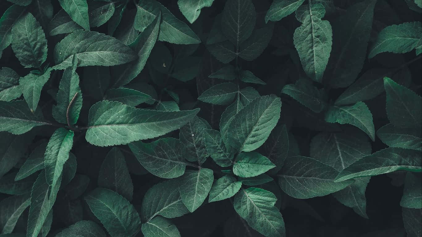 深綠色美學森林背景 壁紙