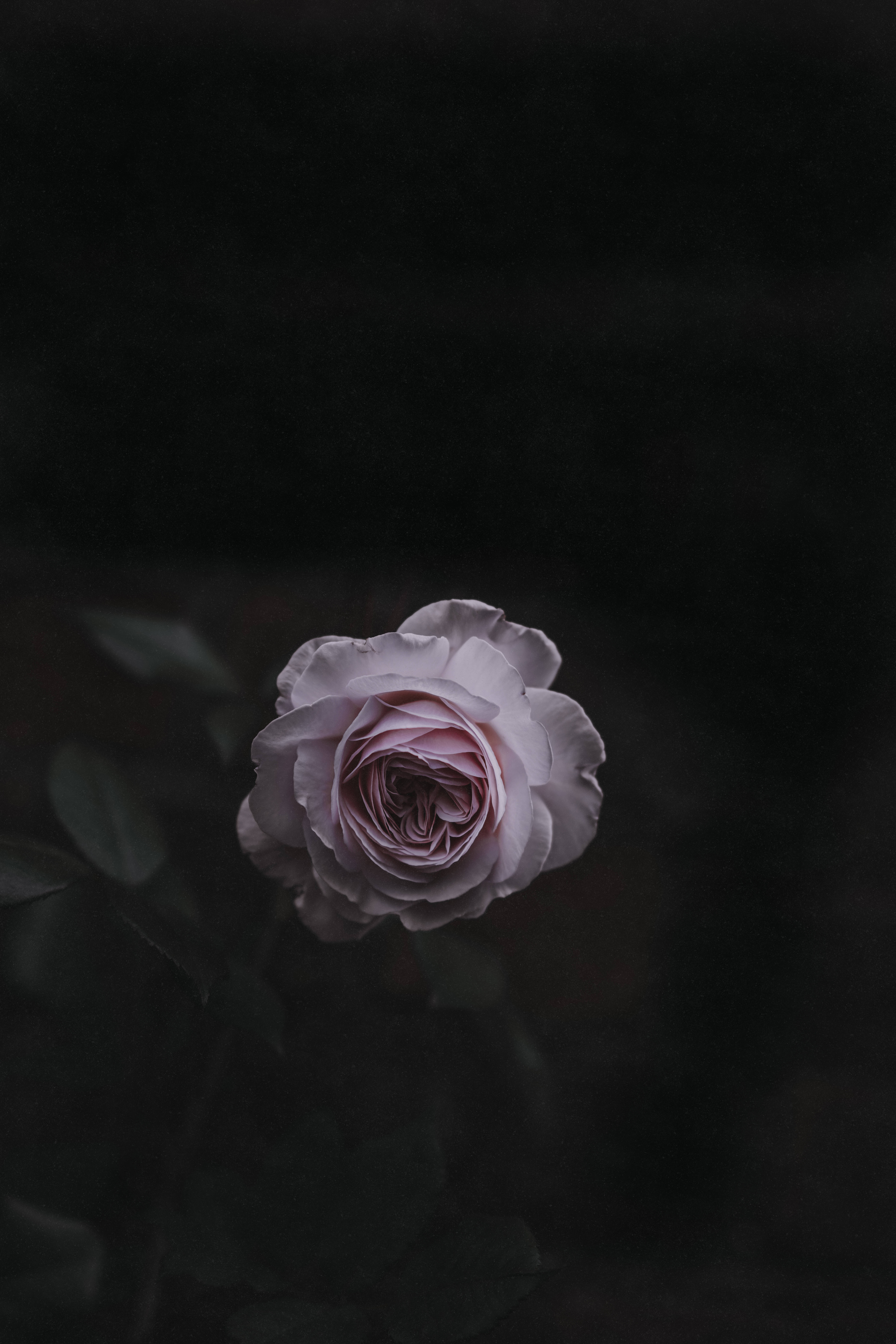 淺粉色玫瑰花 壁紙