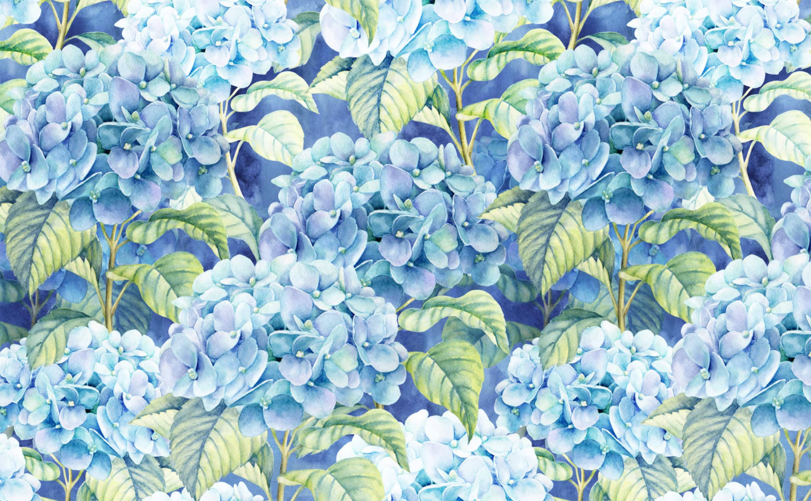 淺藍繡球花插畫 壁紙