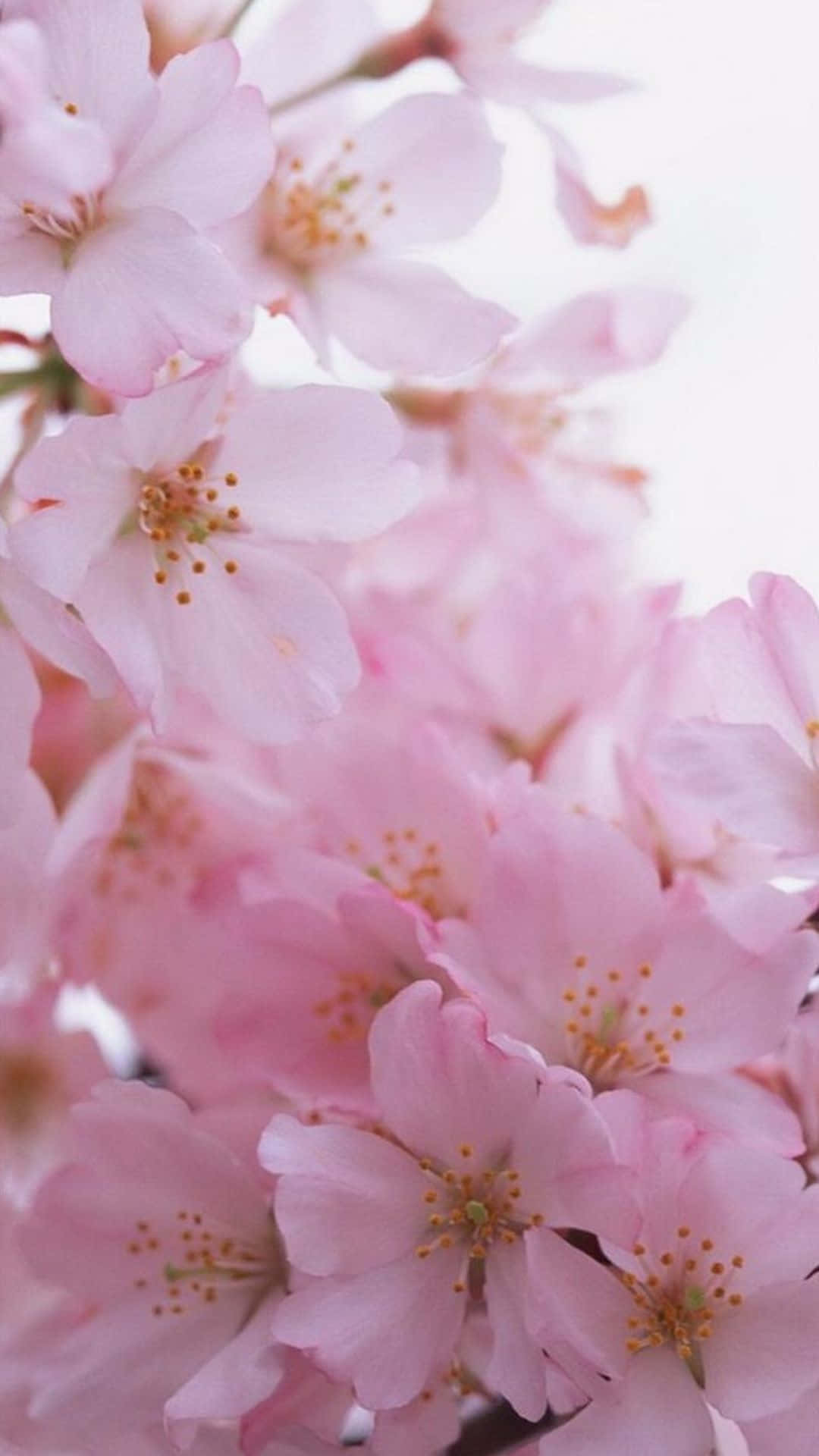 清新氣息：一朵鮮花從iPhone玻璃中綻放 壁紙