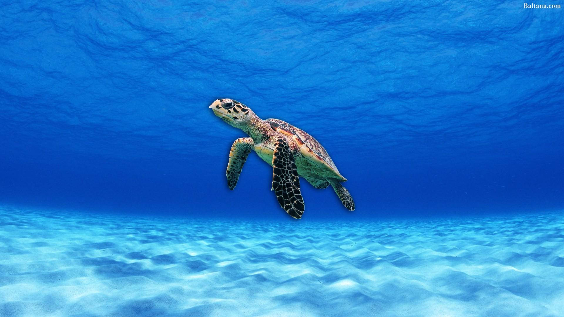 清澈蔚蓝海洋下的海龟 壁紙