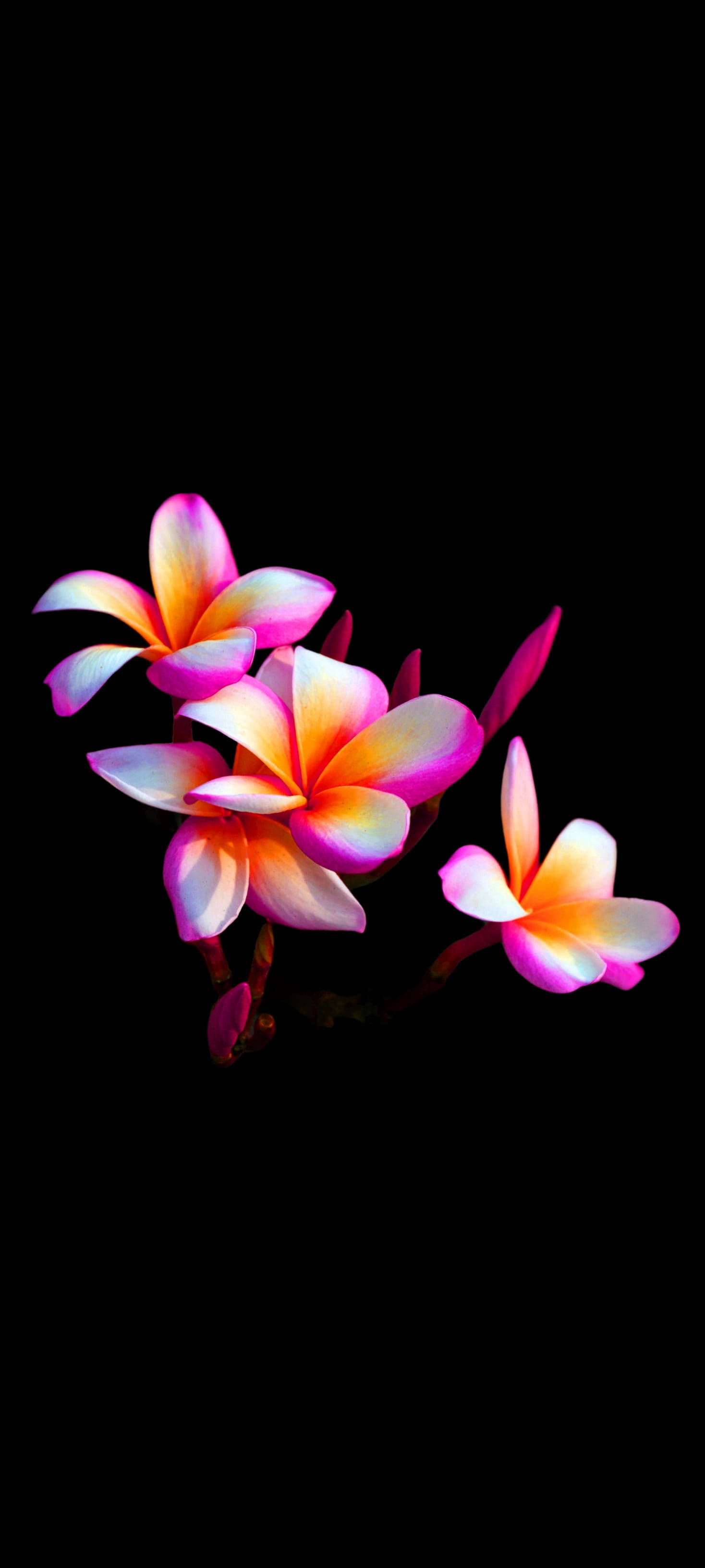 漂亮雞蛋花花朵手機 壁紙