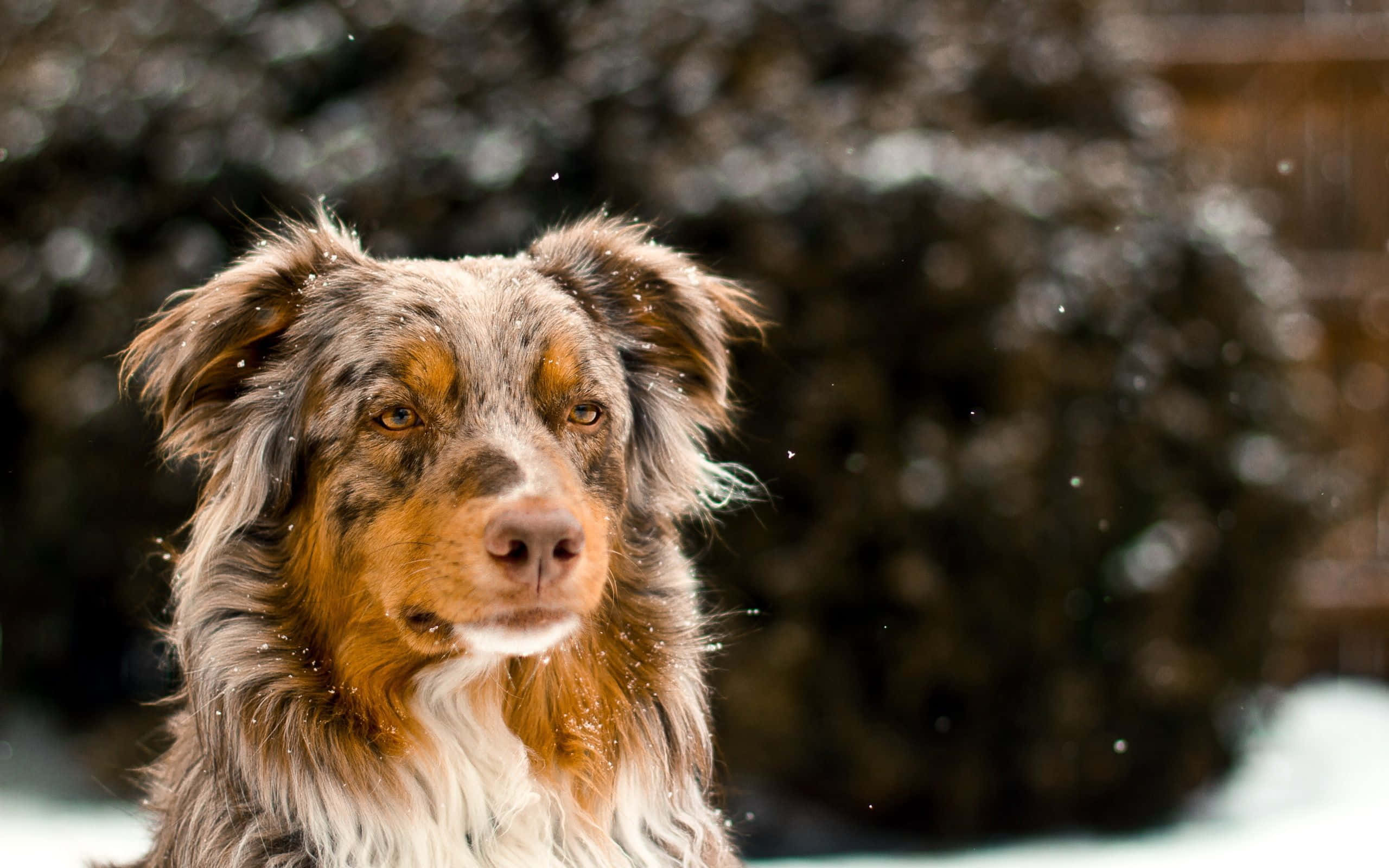 澳洲牧羊犬冬日雪景图片 壁紙