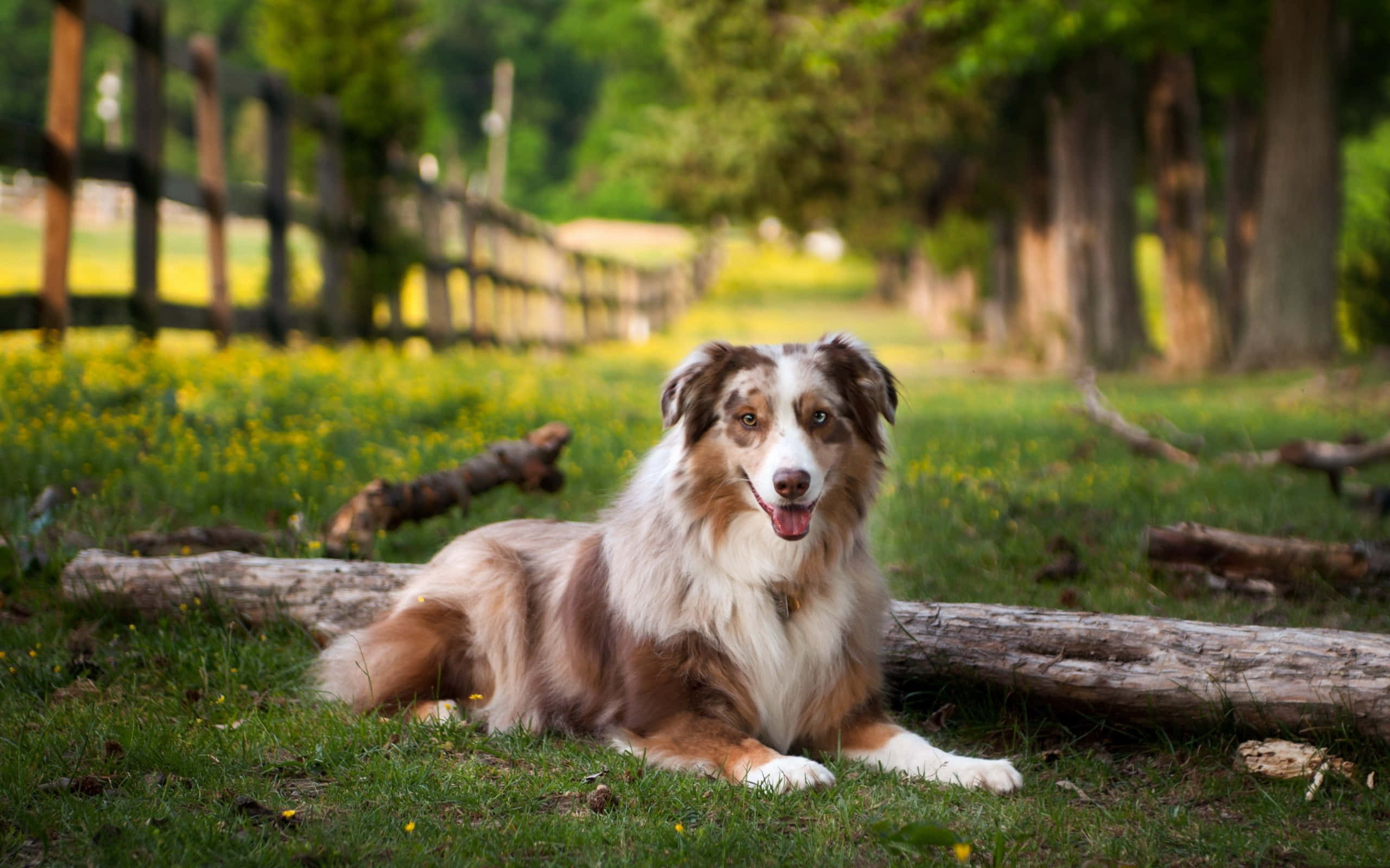 澳洲牧羊犬趴在原木上的照片 壁紙
