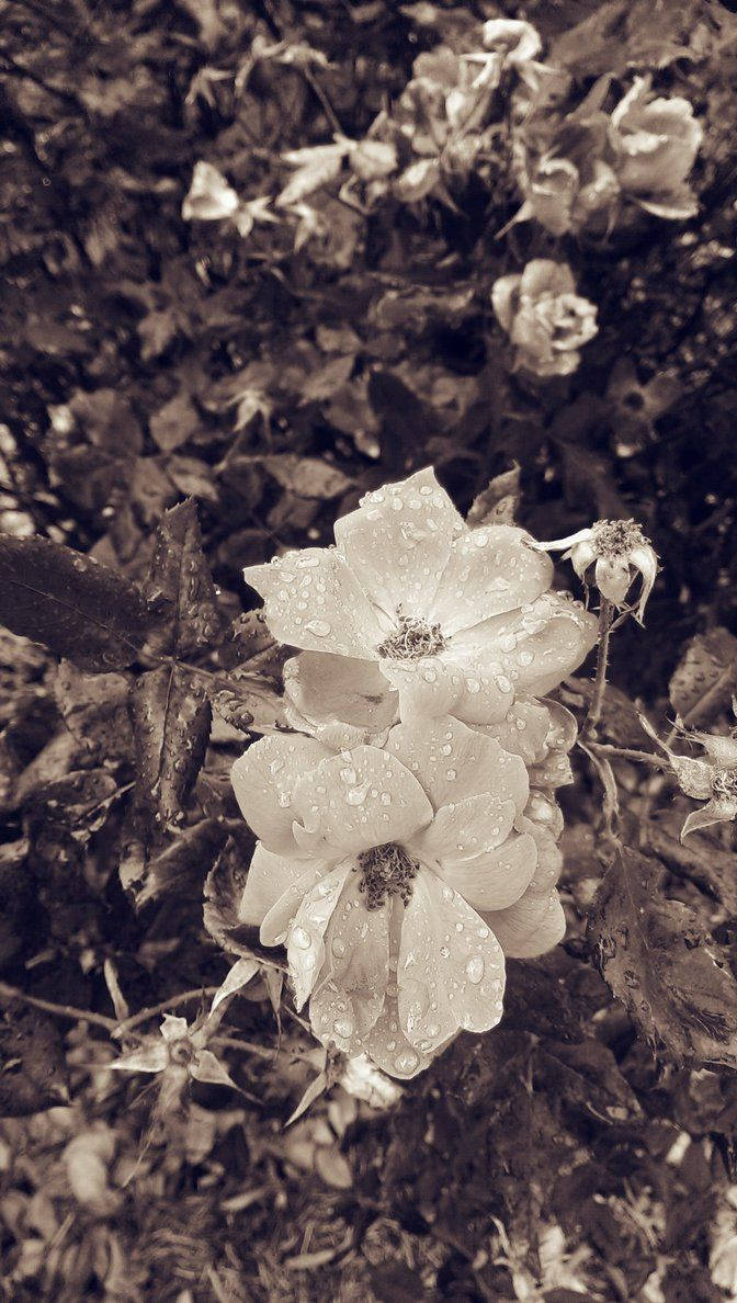 灰阶花卉 iPhone 壁纸 壁紙