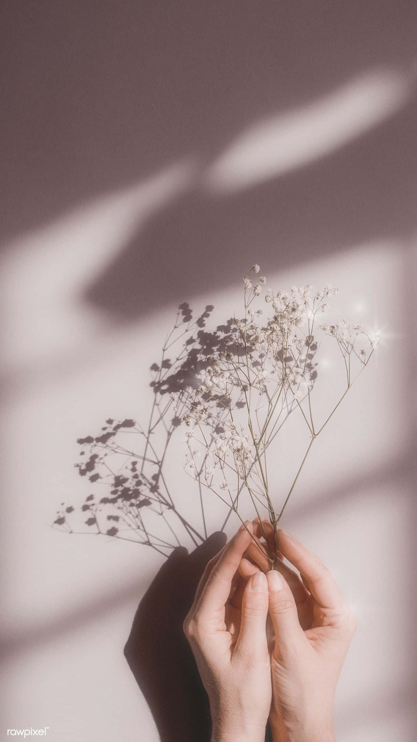 為任何日子增添光彩的完美花卉點綴。 壁紙