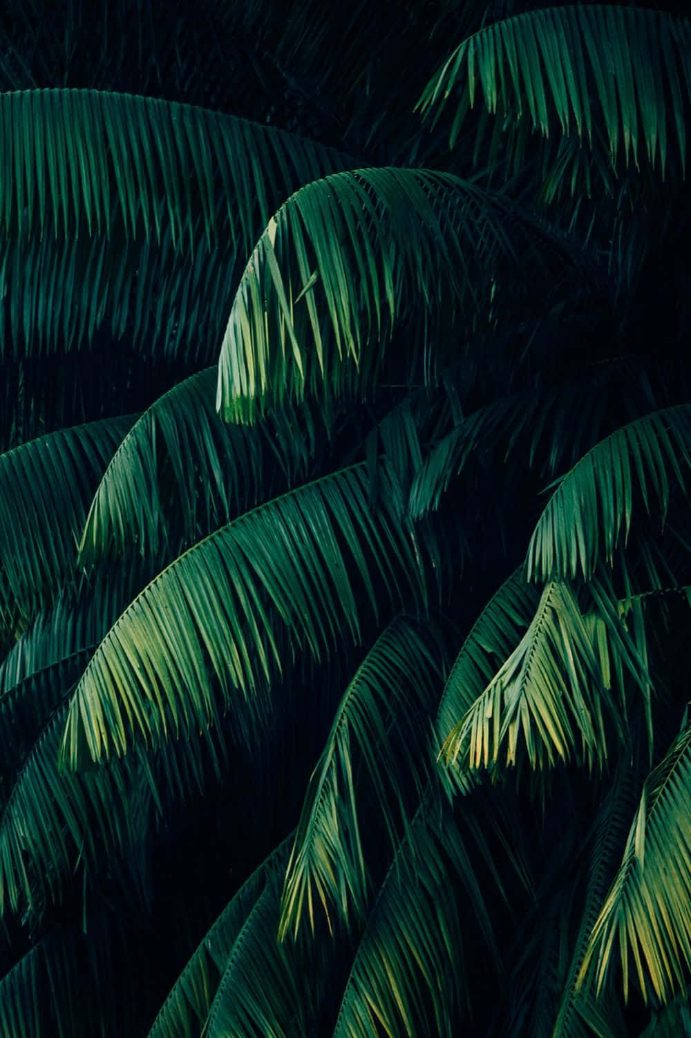 热带植物椰子树 壁紙