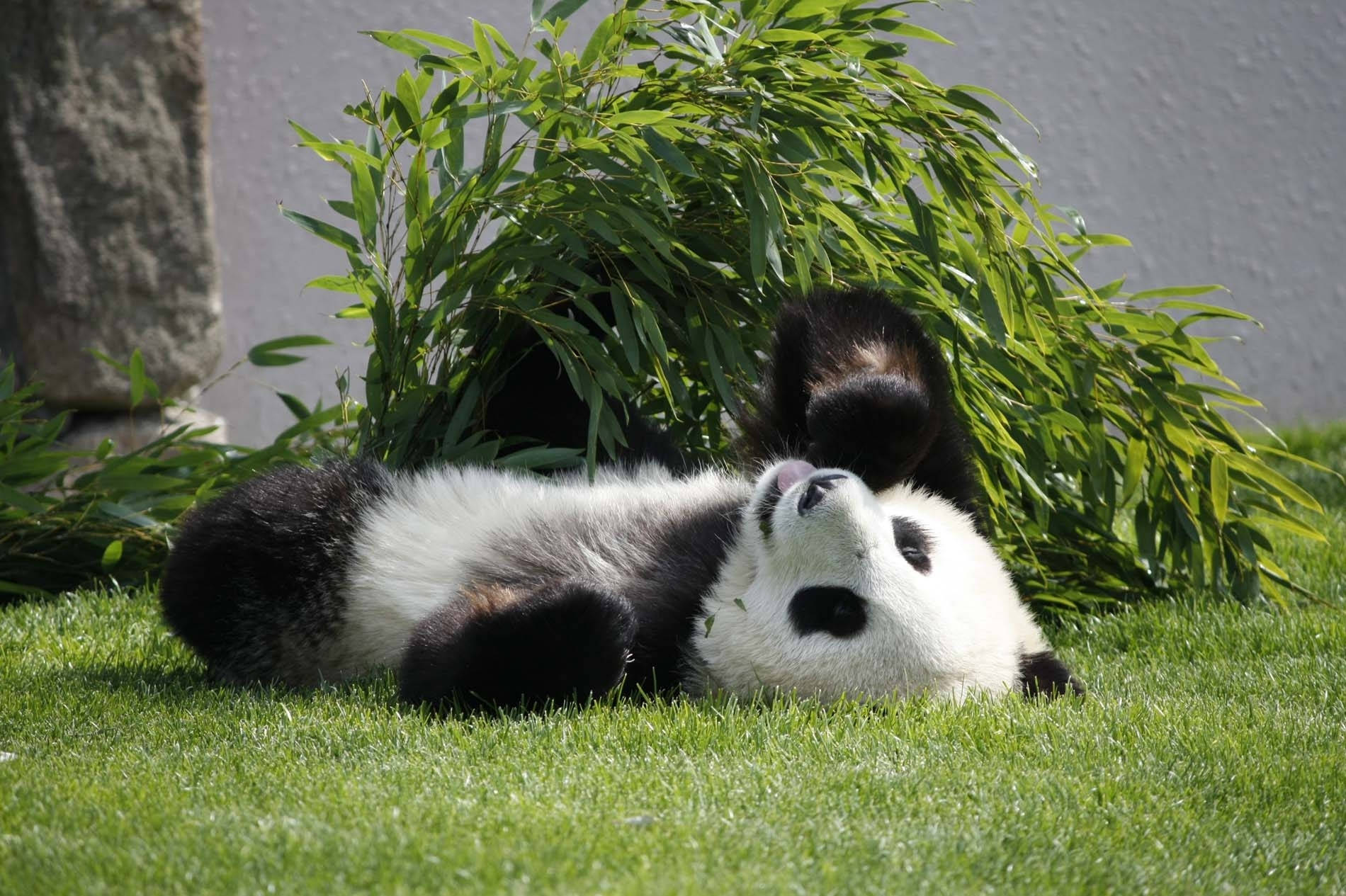 熊猫仰躺草地壁纸 — 熊貓 壁紙