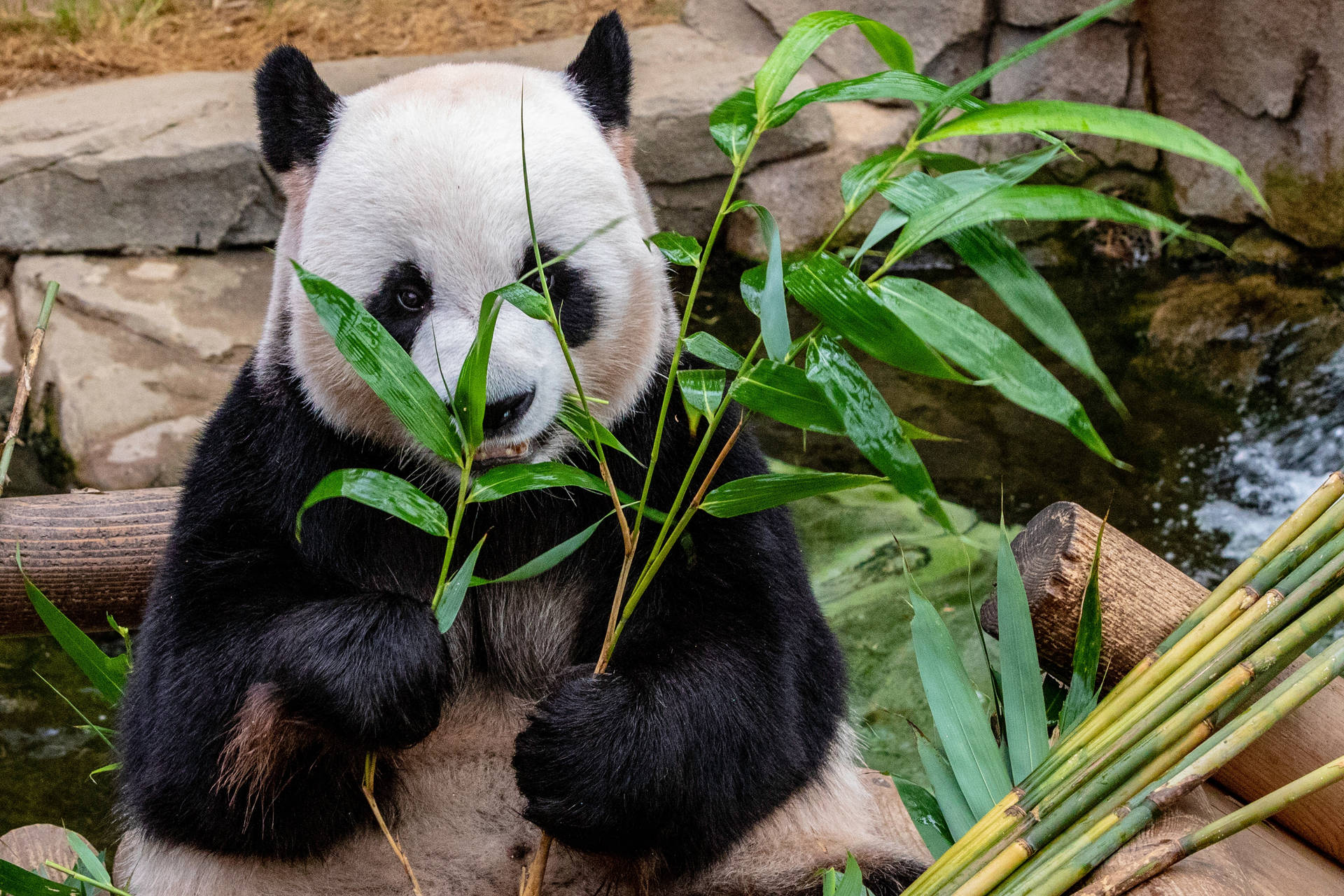 熊猫吃竹枝壁纸 — 熊貓 壁紙