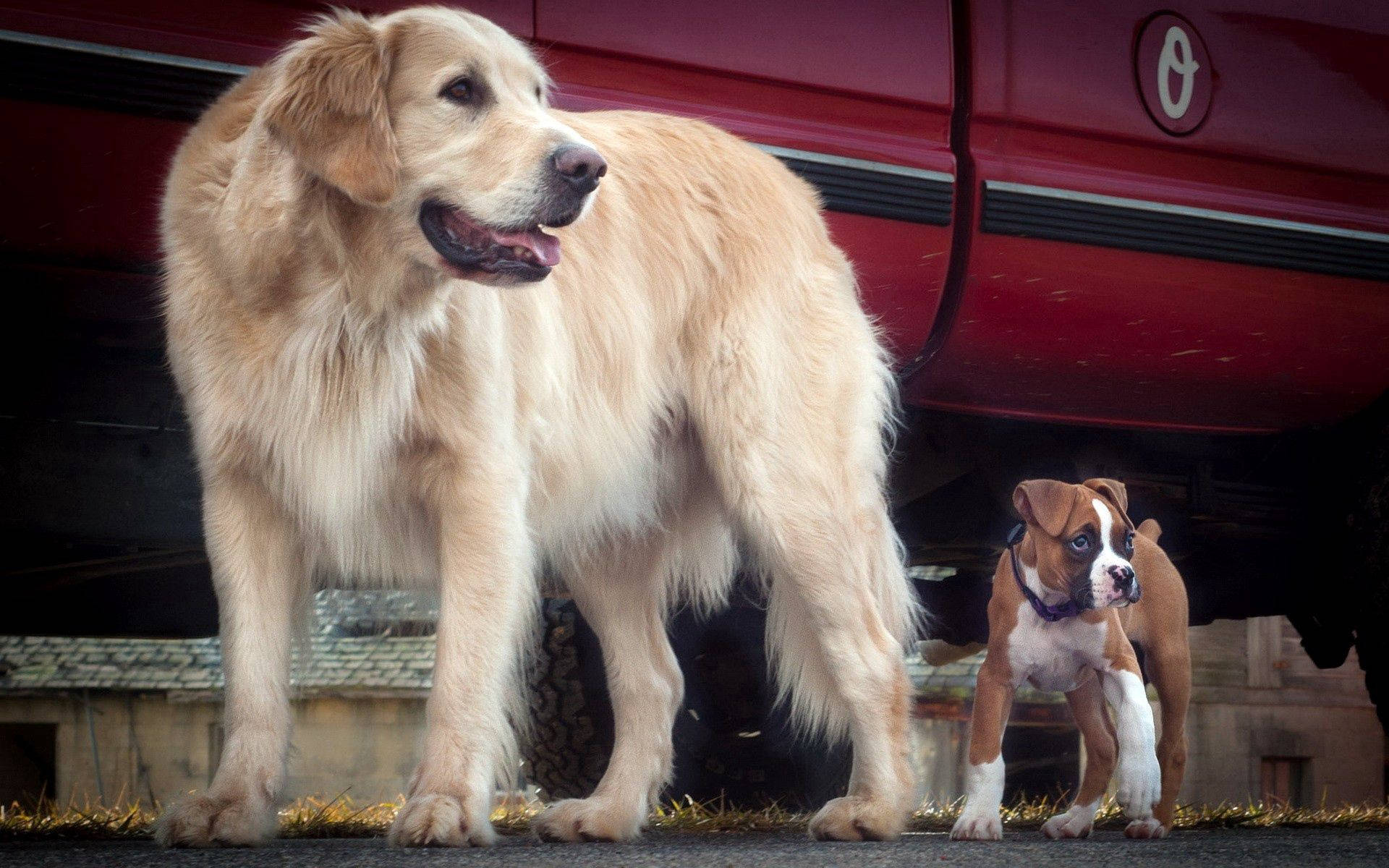 金色狗和鬥牛犬幼犬在紅色車旁的桌布