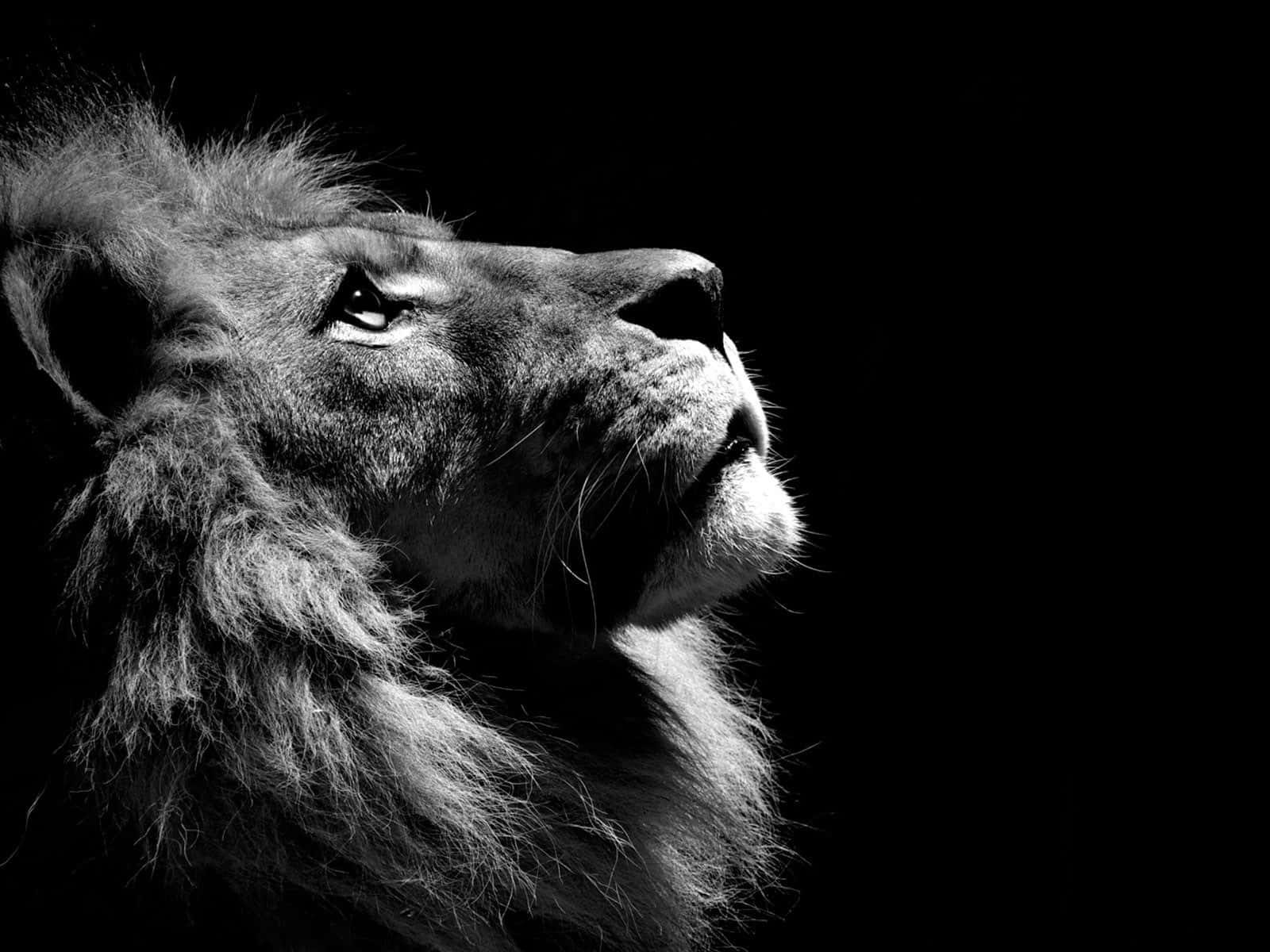 獅面黑底 — 獅子 壁紙