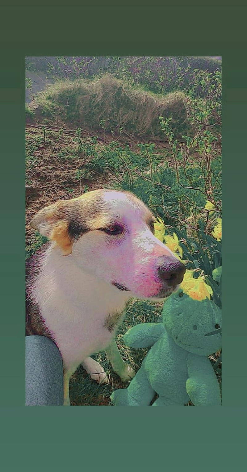 獨立美學可愛小狗 壁紙