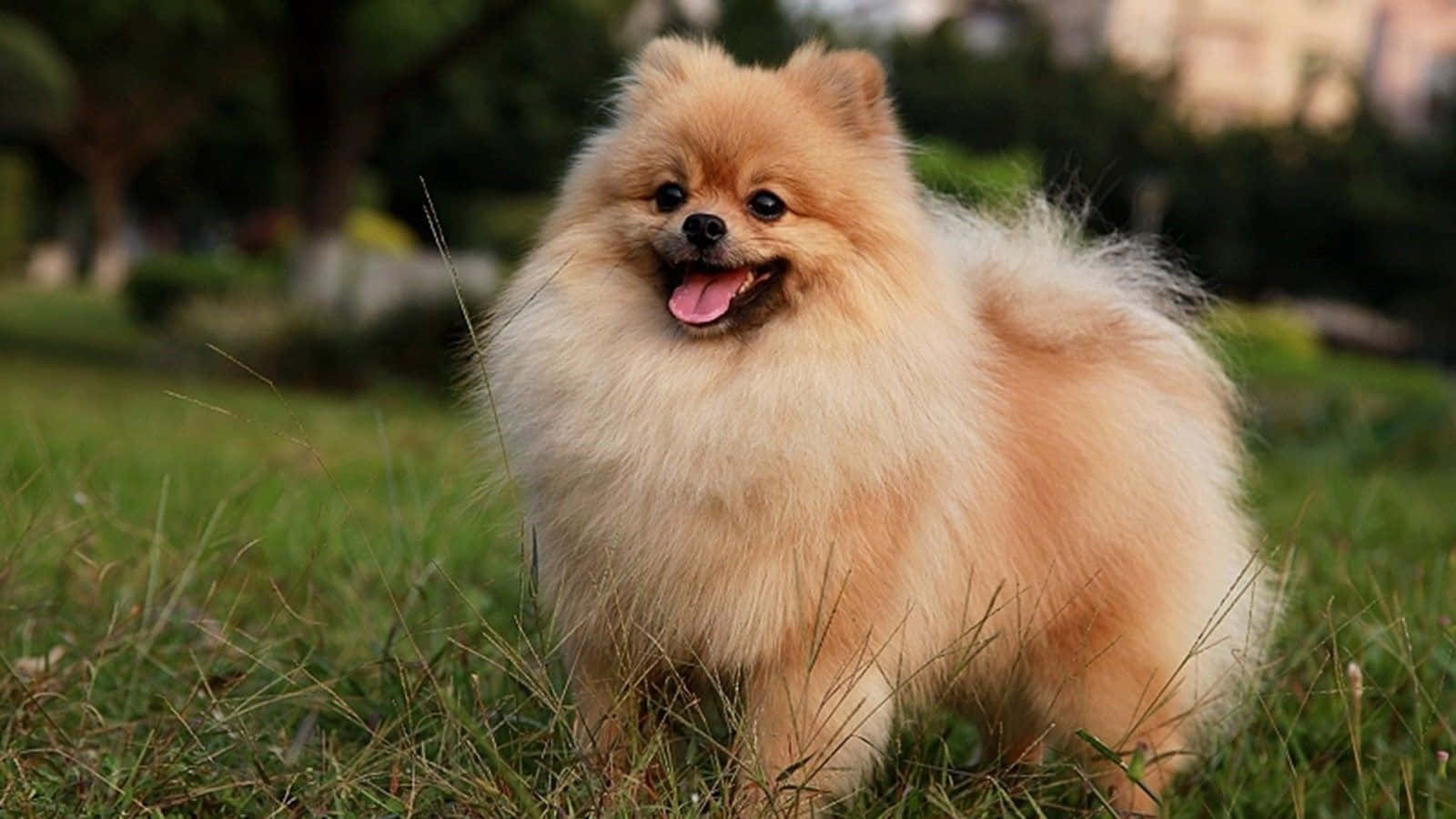 玩耍中的博美幼犬图片 壁紙