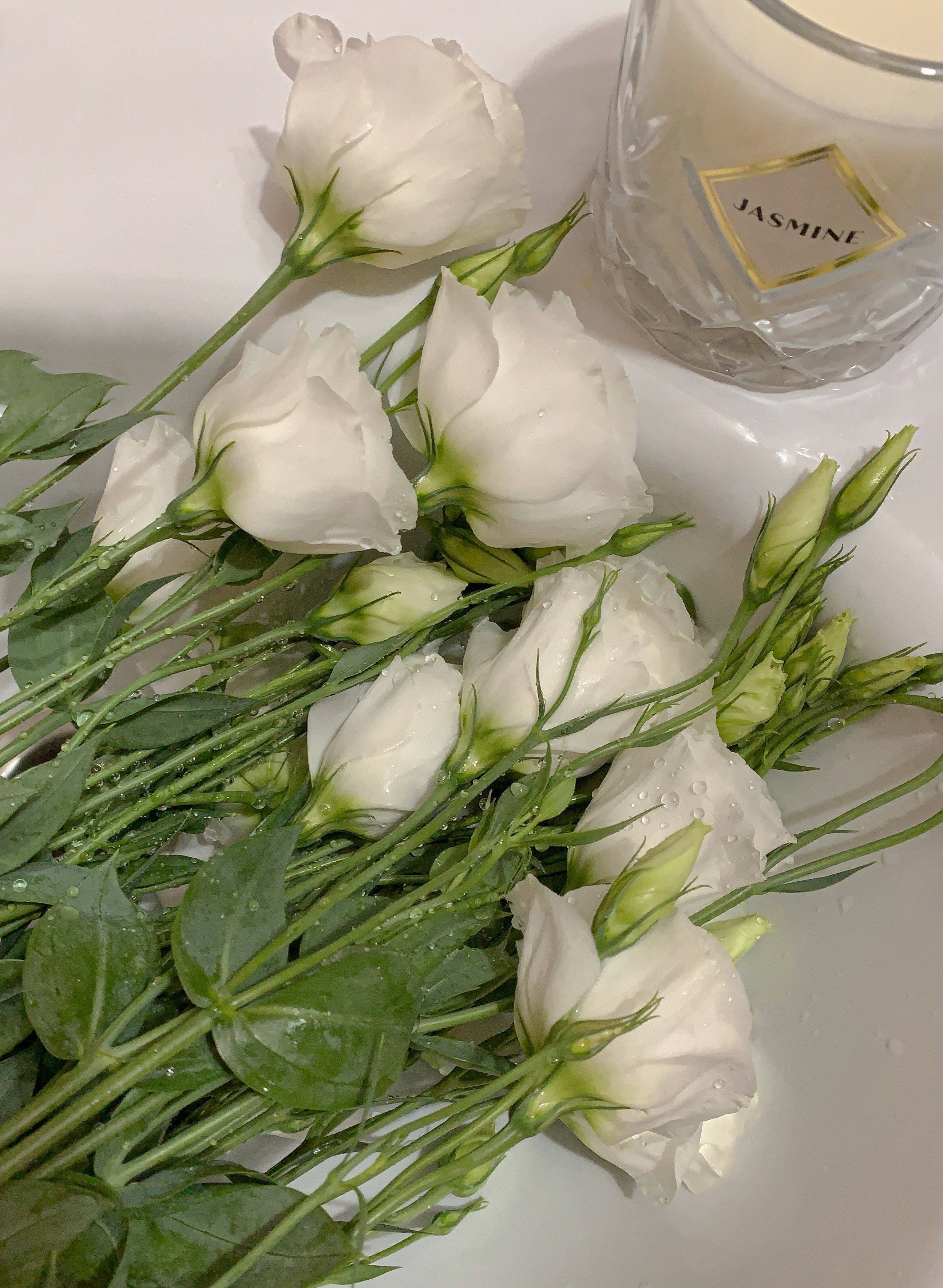 玫瑰白花 壁紙