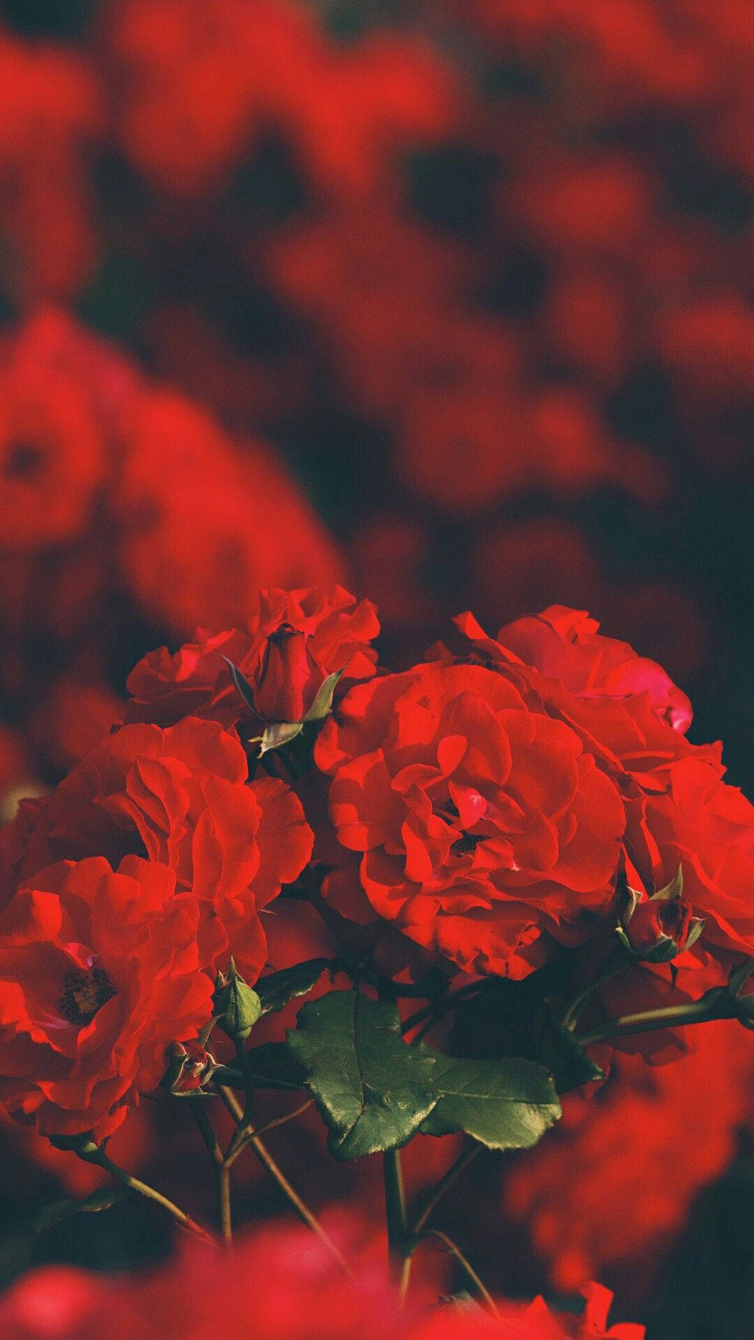 玫瑰紅韻 iPhone 桌布 壁紙