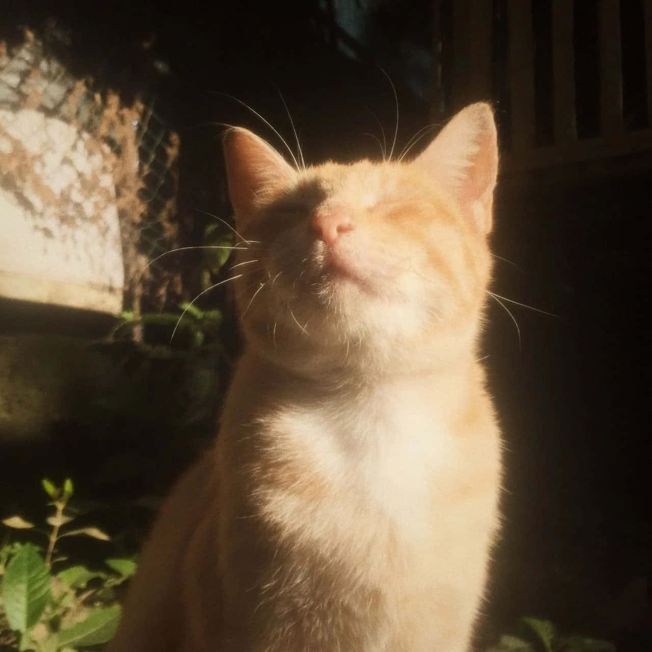 用Aesthetic Cat讓世界更有型 壁紙