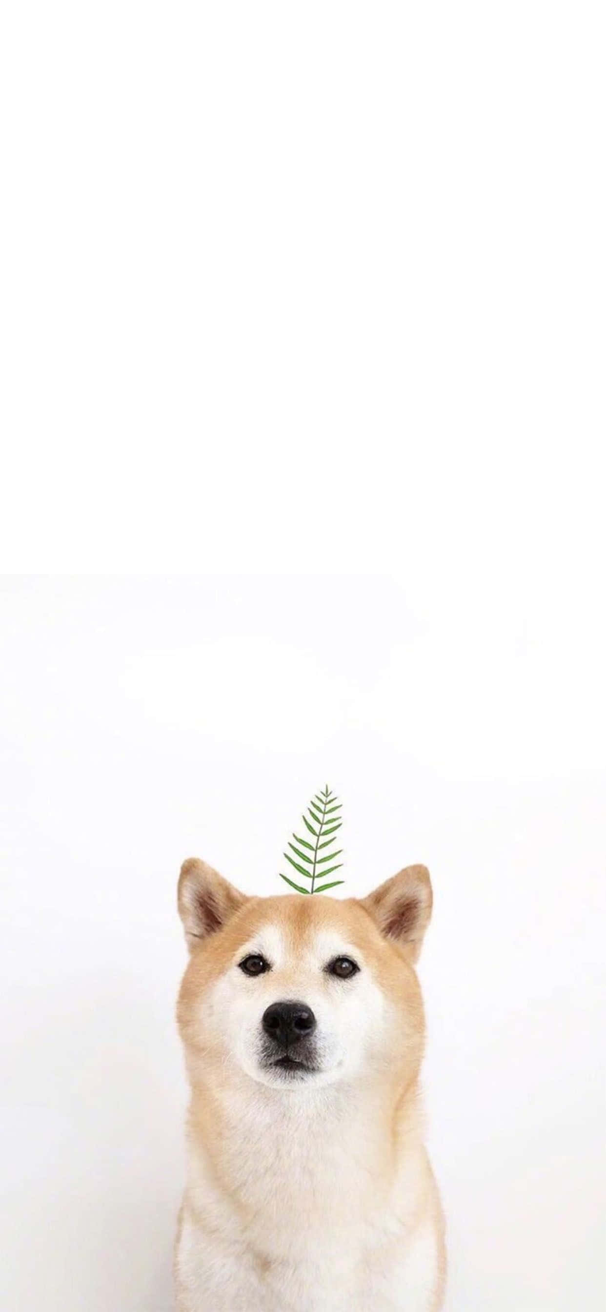 用这款可爱的动物iPhone壁纸亲近自然 壁紙