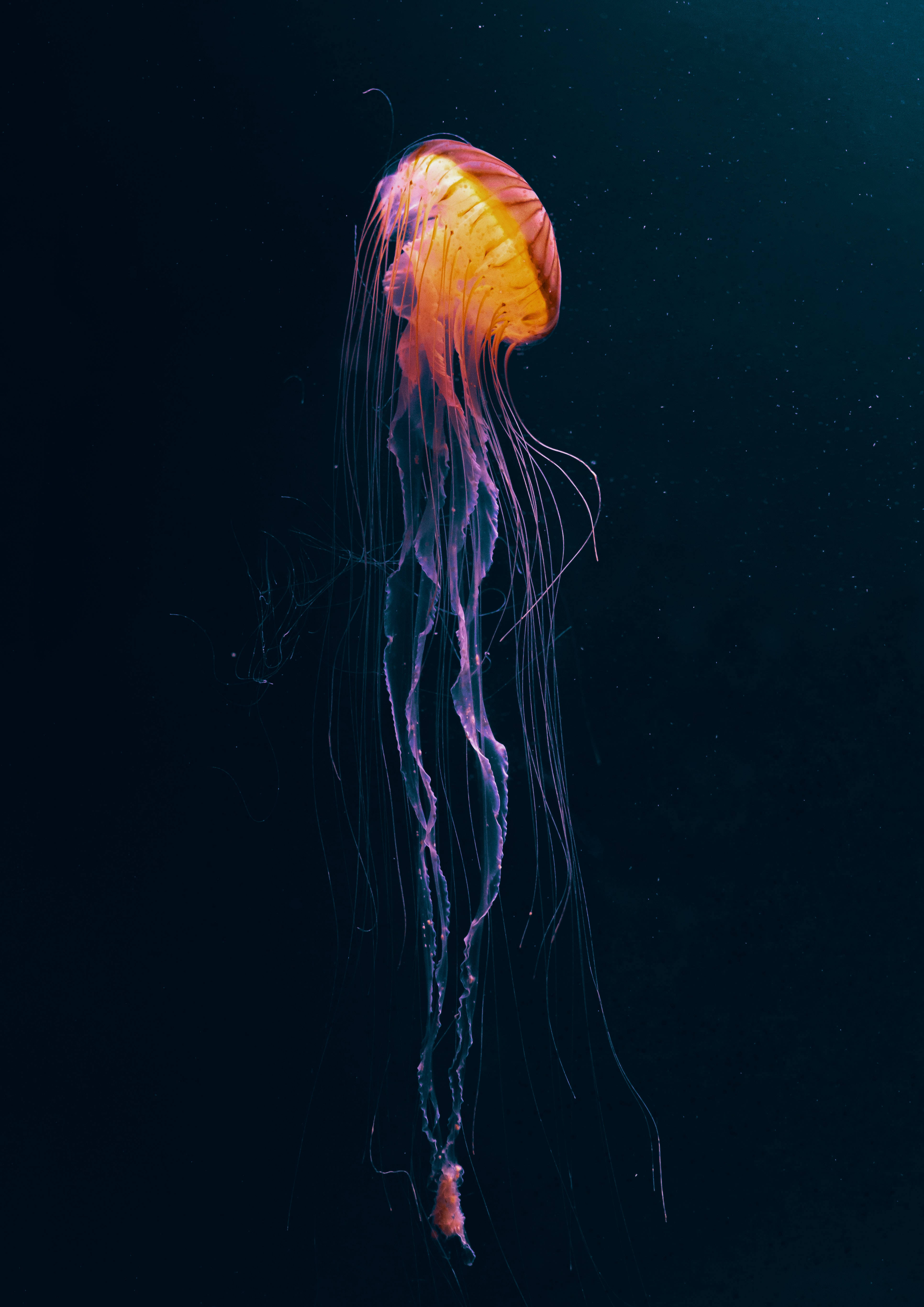 發光深海生物暗黑動漫 壁紙