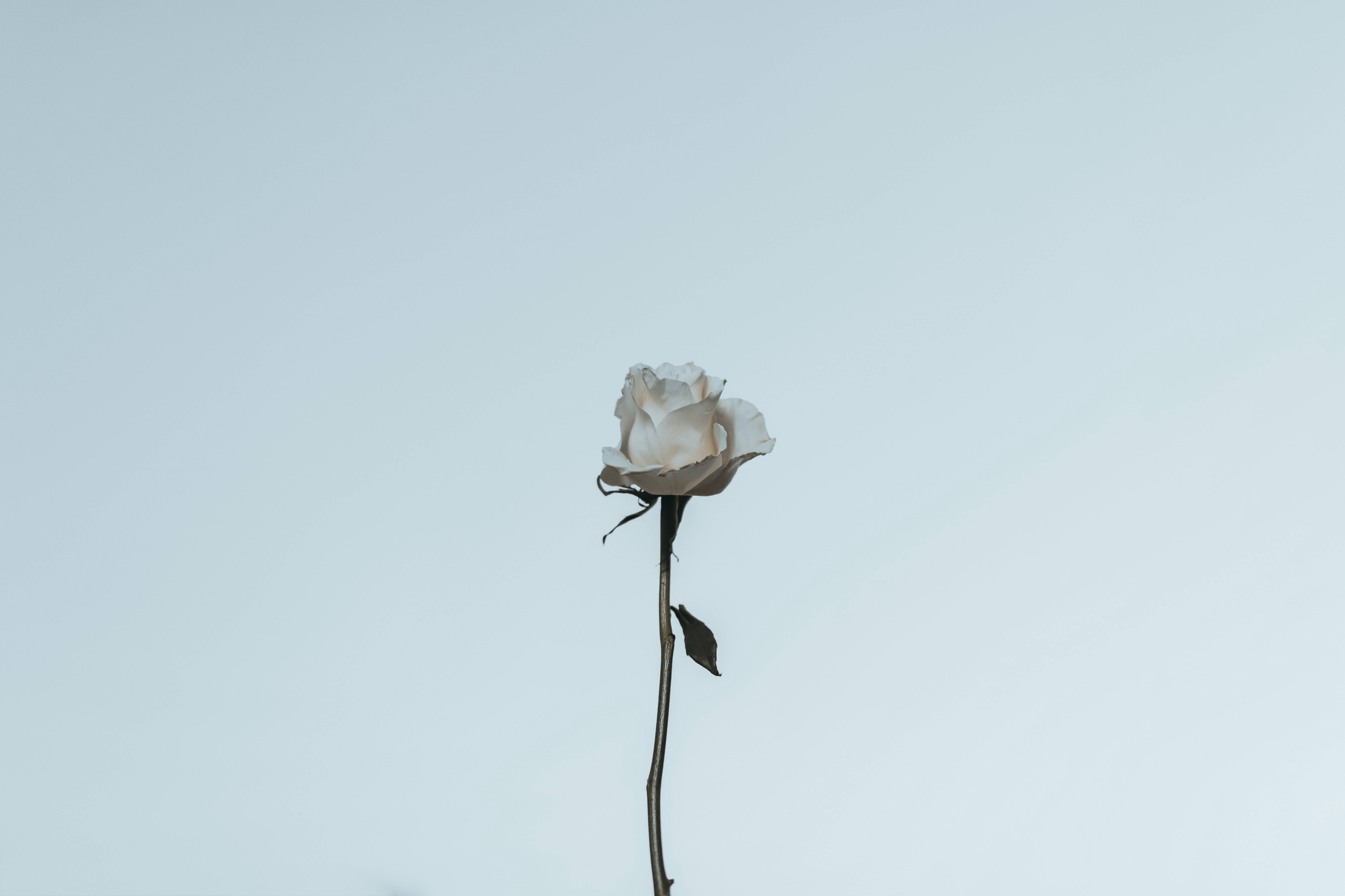 白玫瑰美學 壁紙