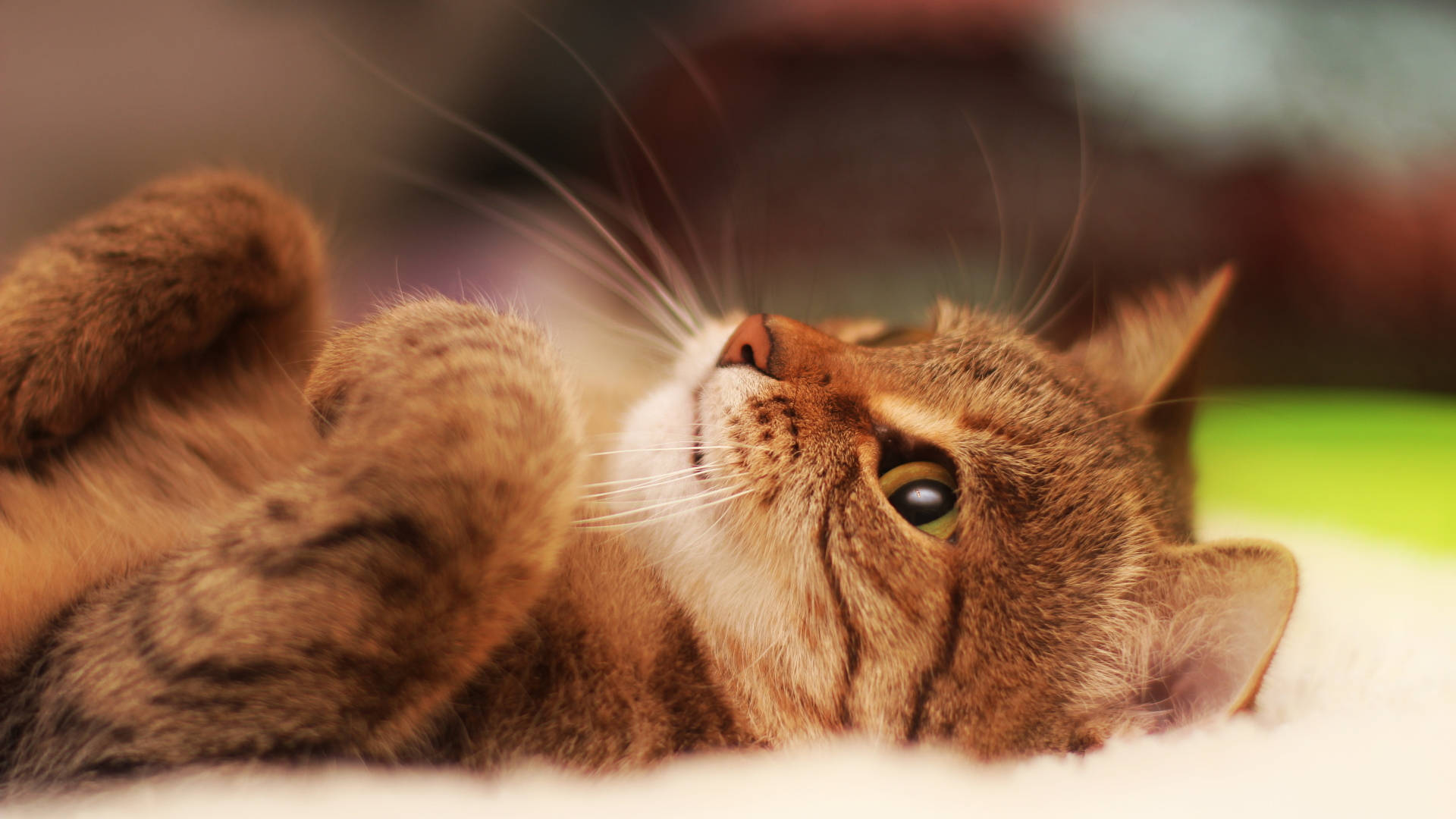 白色布料中的美感猫咪 壁紙