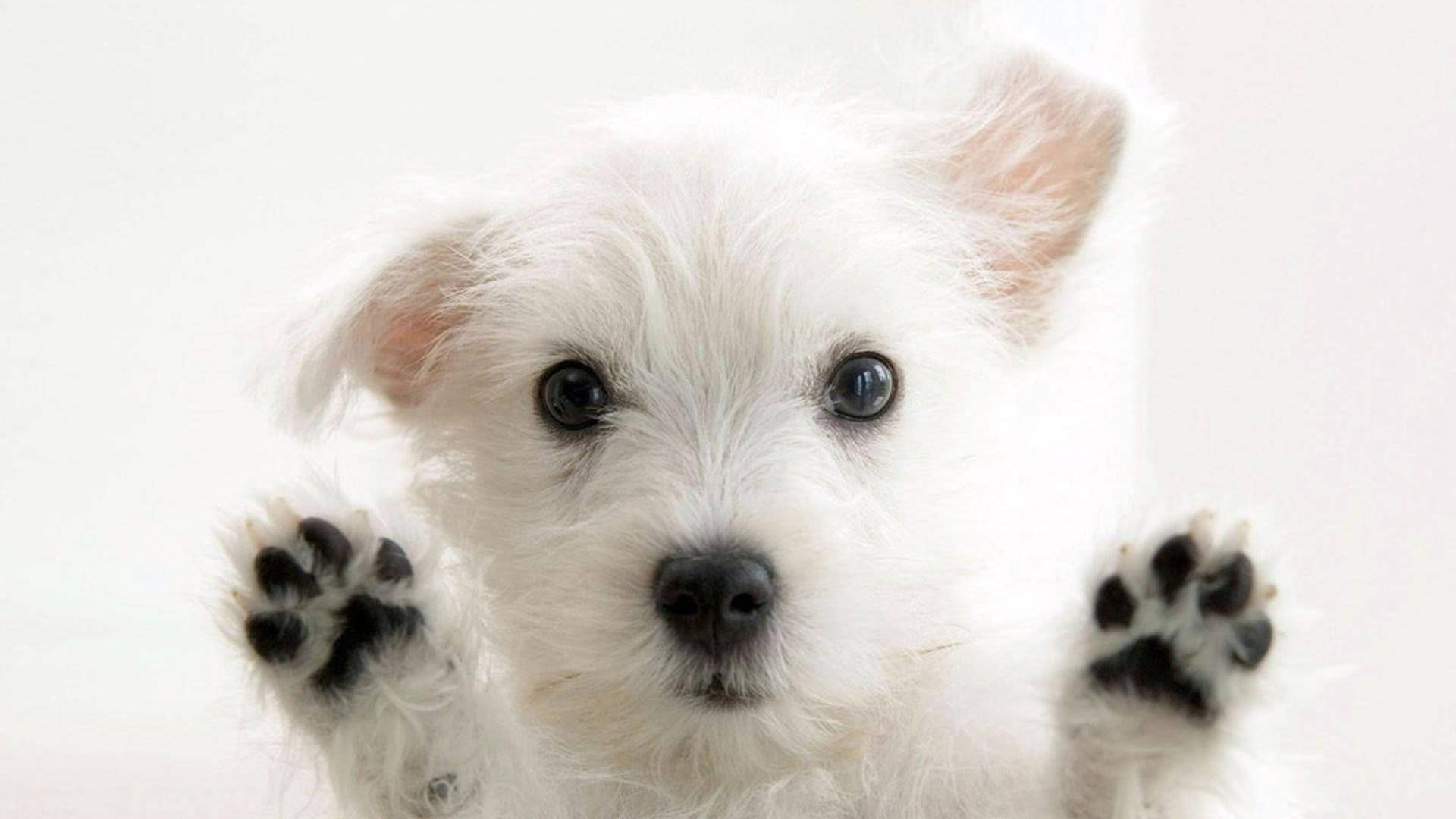 白色梗犬可愛桌面 壁紙
