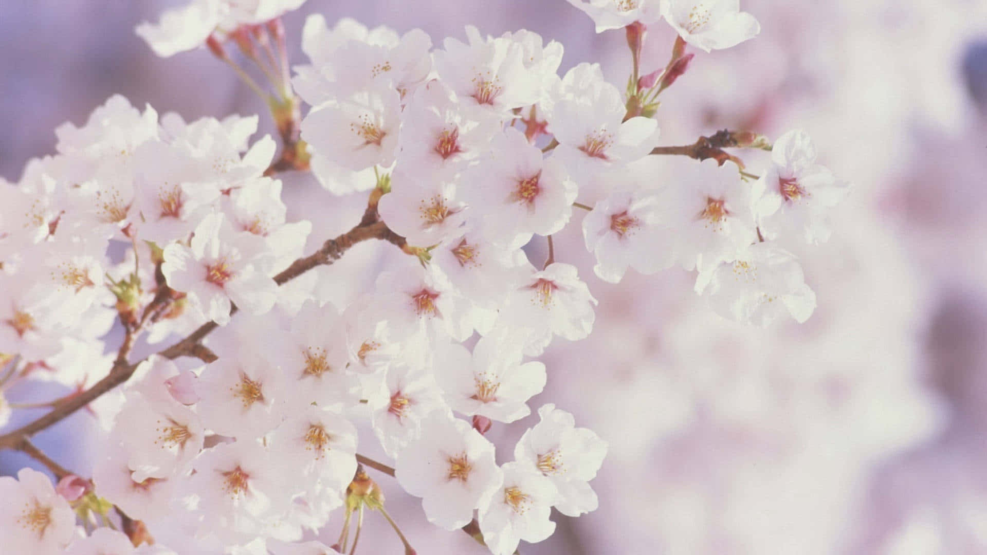 白色樱花春季花卉背景 壁紙