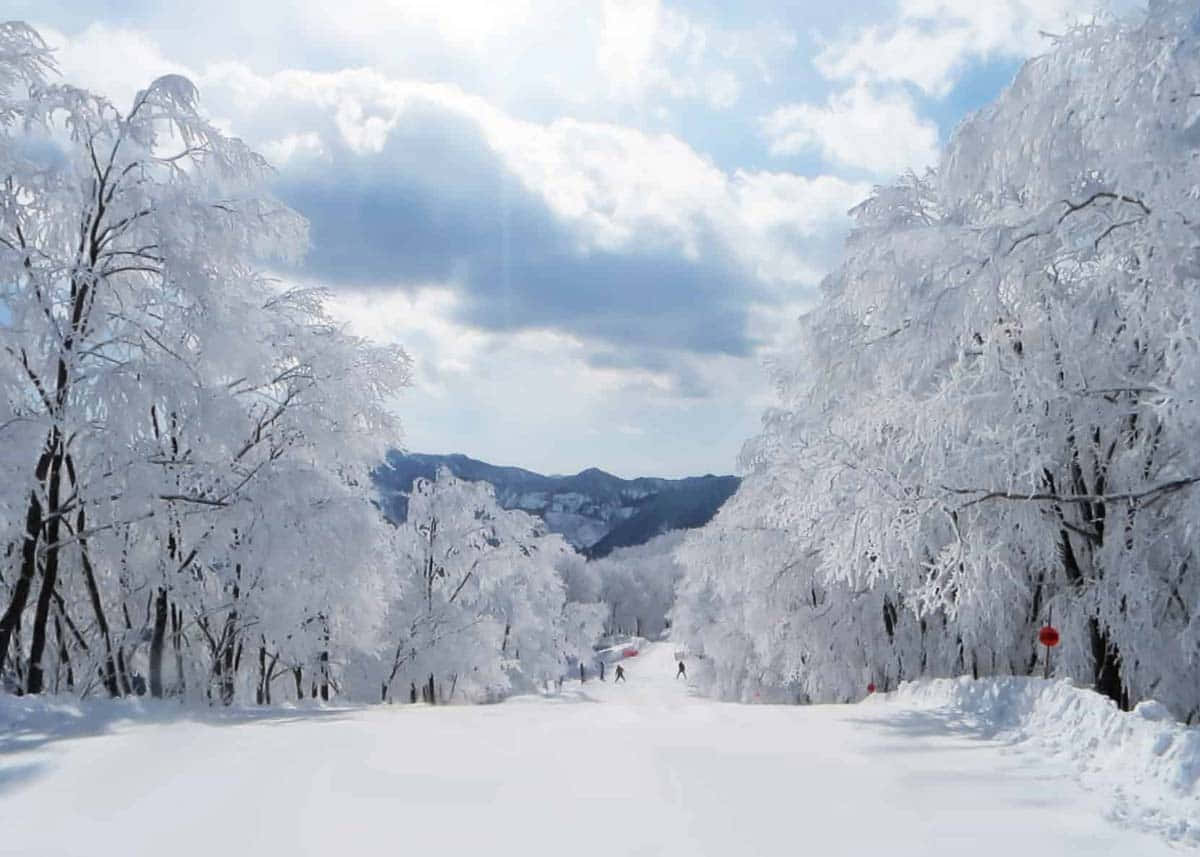 白色美麗雪景圖片 壁紙