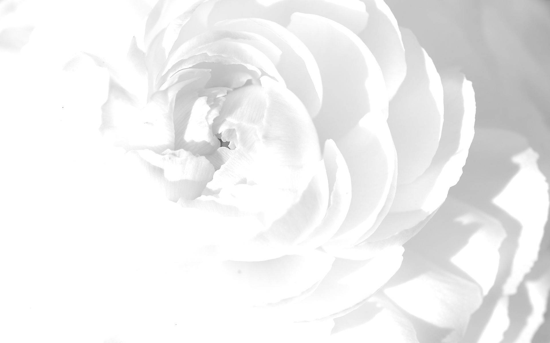 白色花瓣的精致展现 壁紙