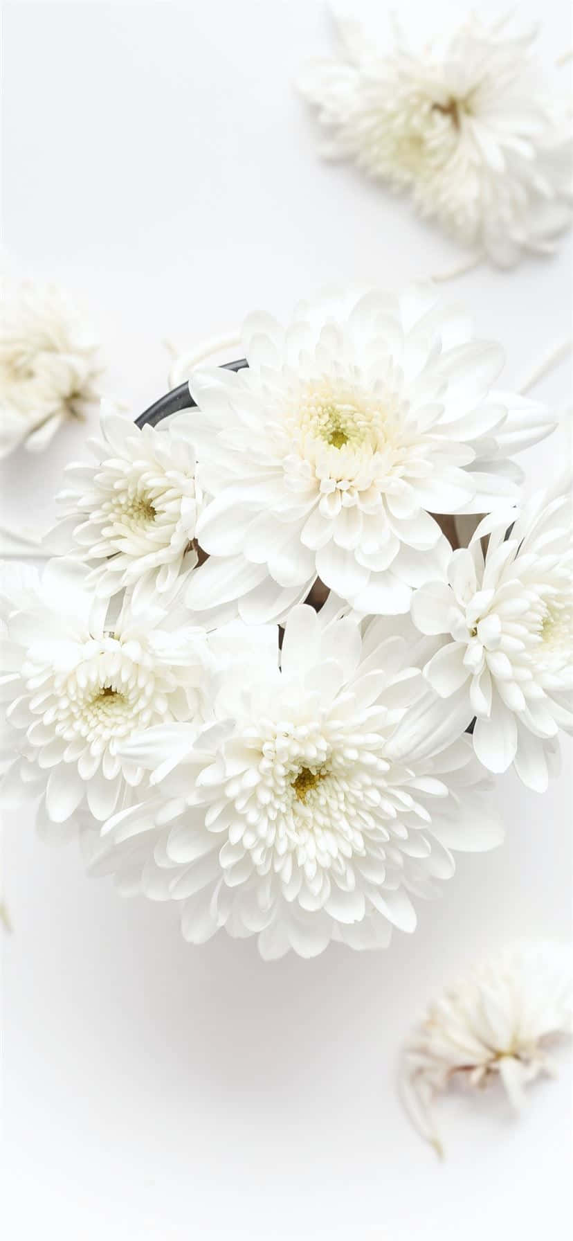 白色表面碗中的白色花朵 壁紙