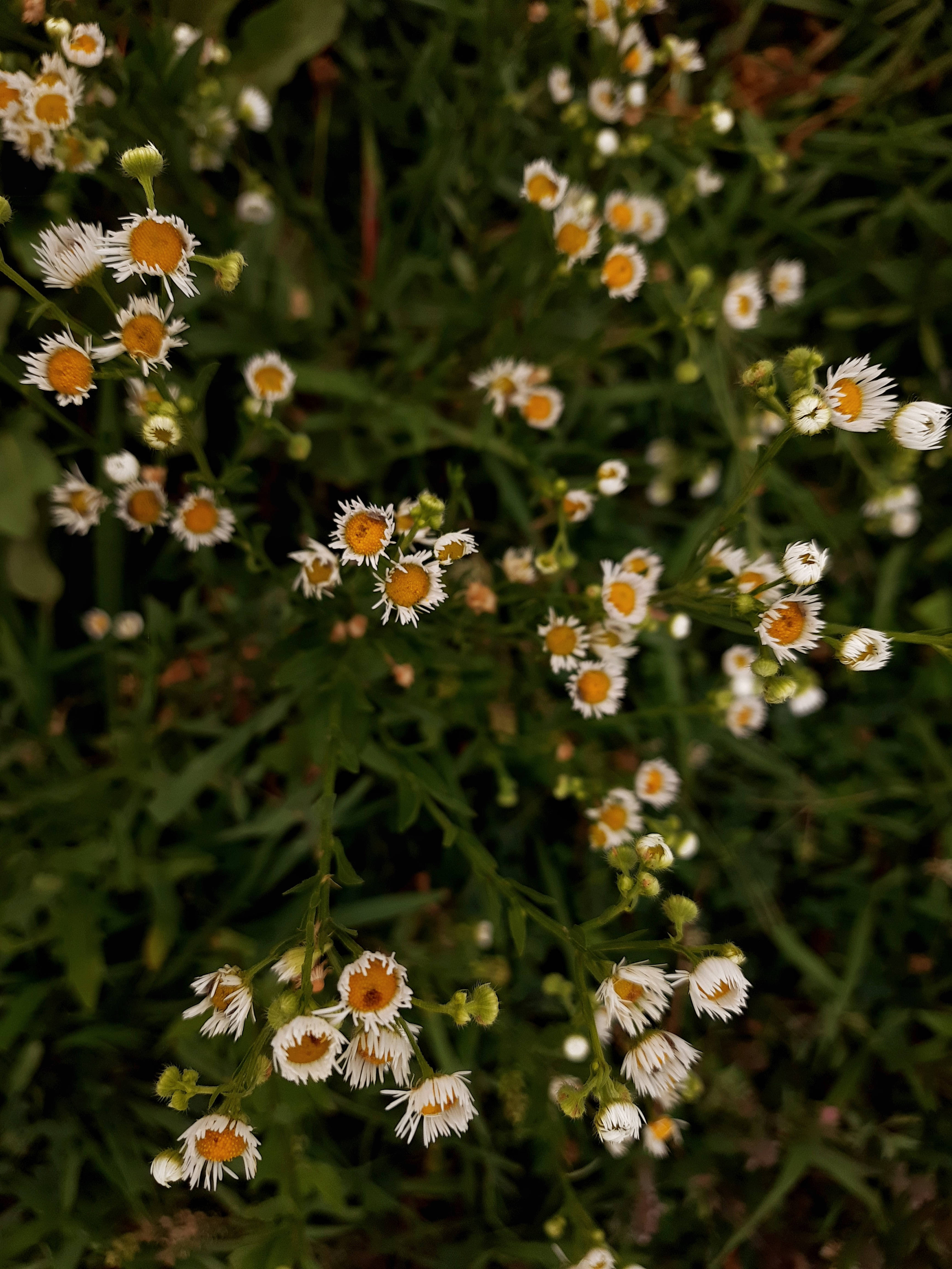 白花草地田园美学 壁紙