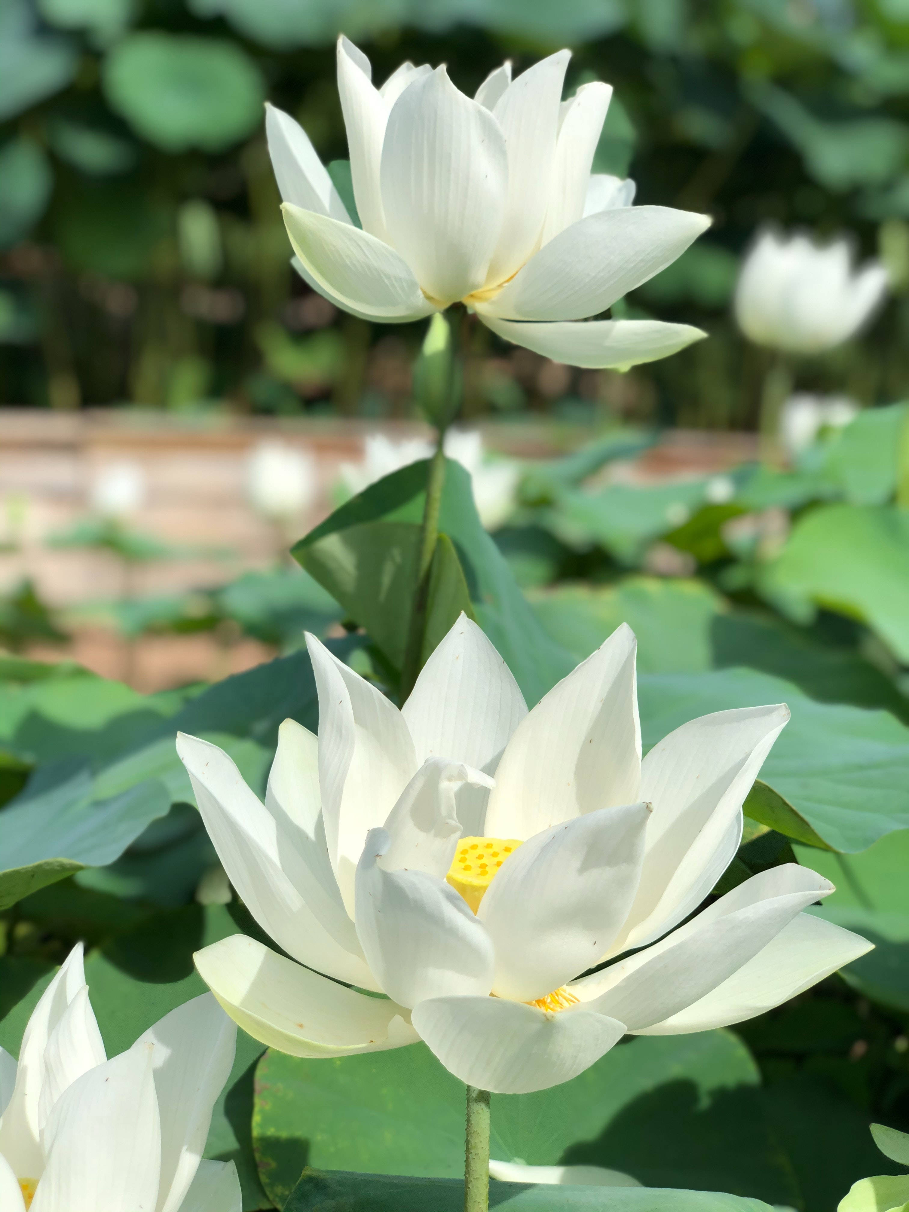 白蓮花 壁紙