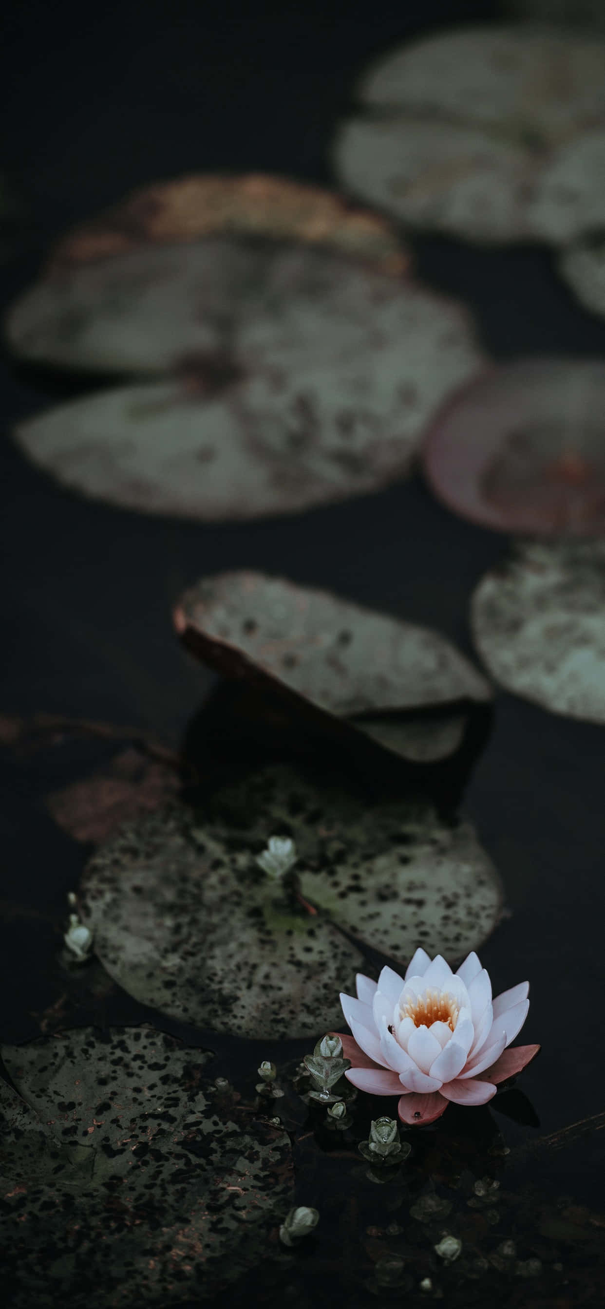 盛開的寧靜蓮花 壁紙