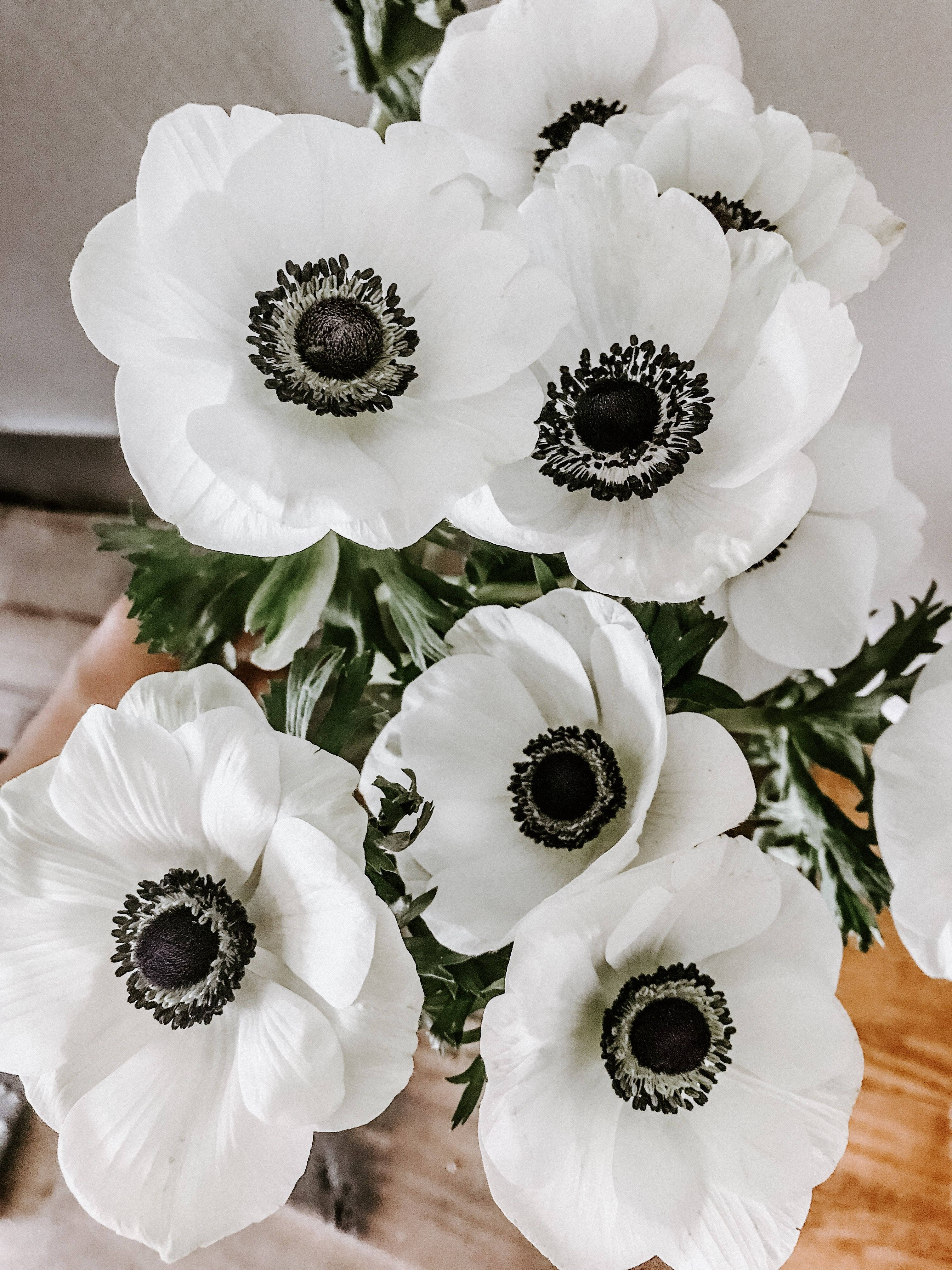 盛放的海葵花 壁紙