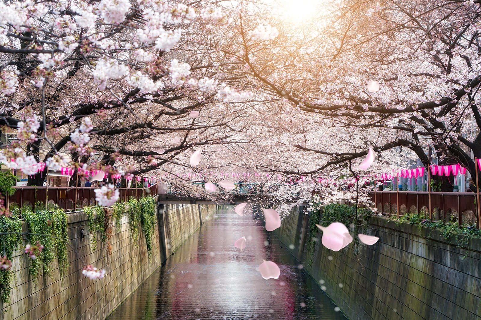 目黑川櫻花美景 壁紙