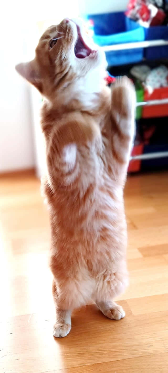 直立跳舞的橘猫.JPG 壁紙