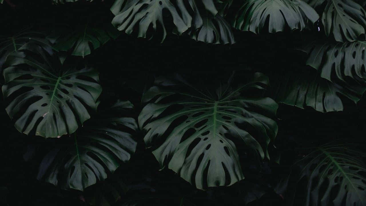 神秘深綠美學背景 壁紙