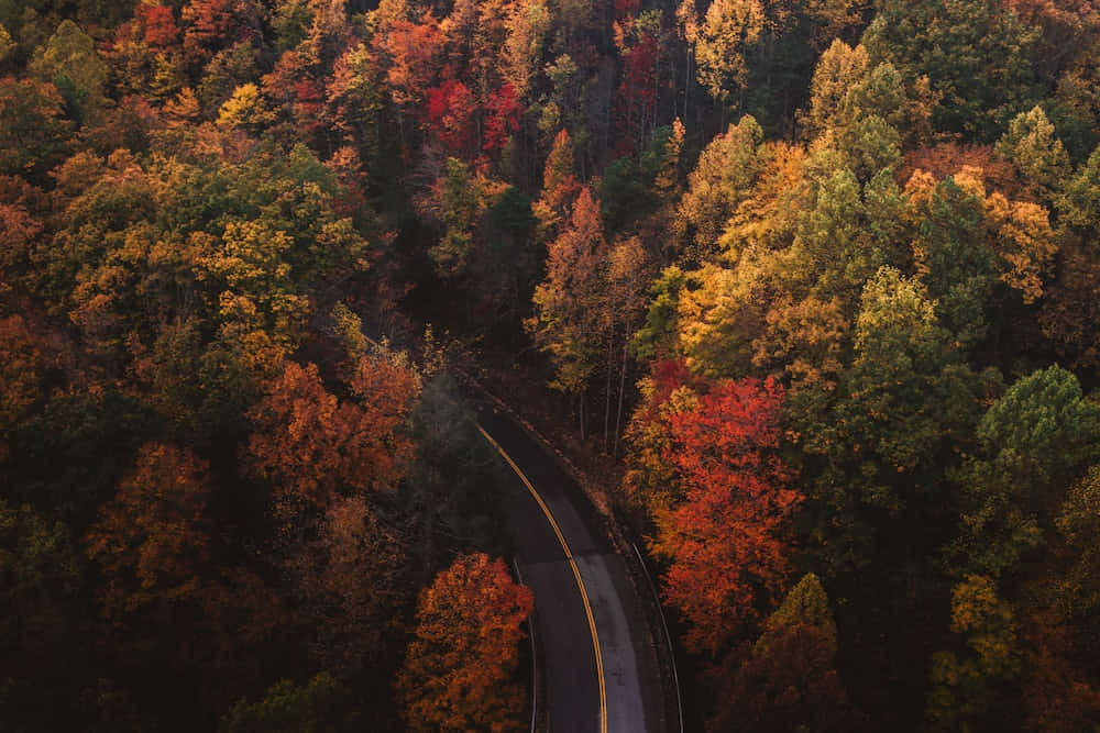秋季空拍道路景觀 壁紙