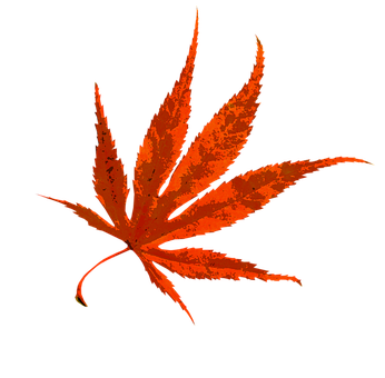 秋日枫叶鲜艳 壁紙