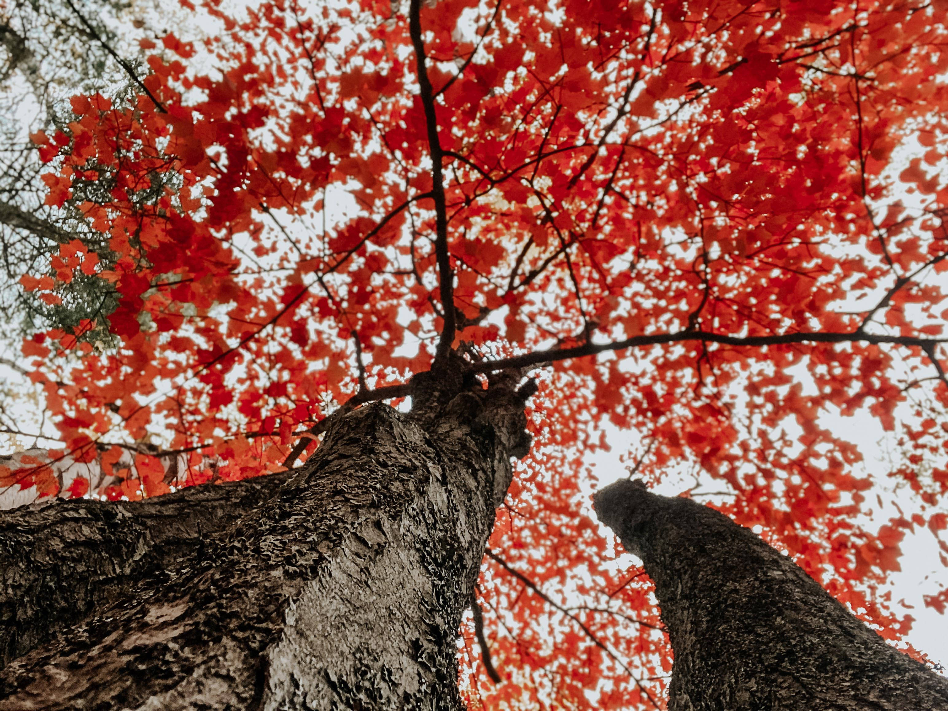 秋日美學紅樹 壁紙