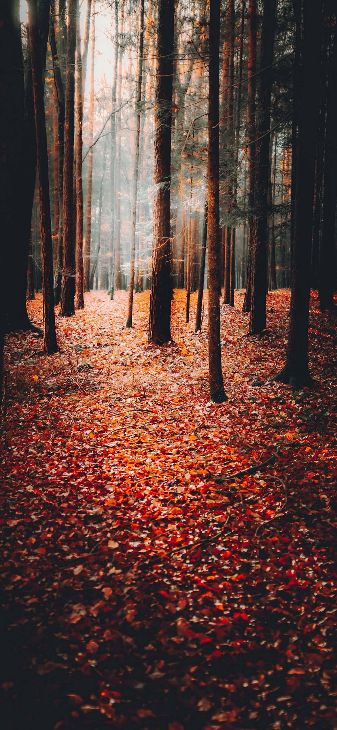 秋季背景 壁紙