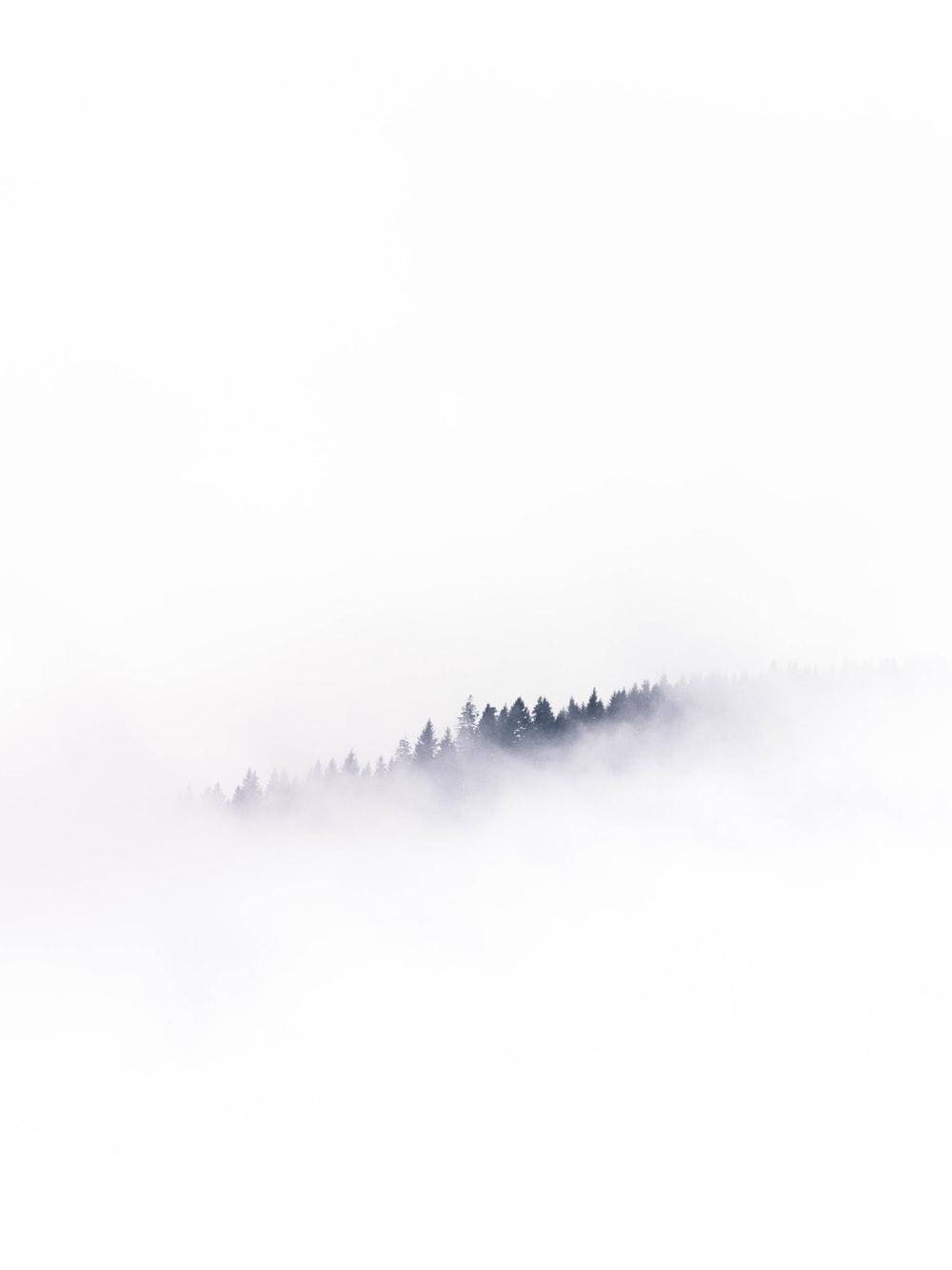 空白白樹與霧景 壁紙