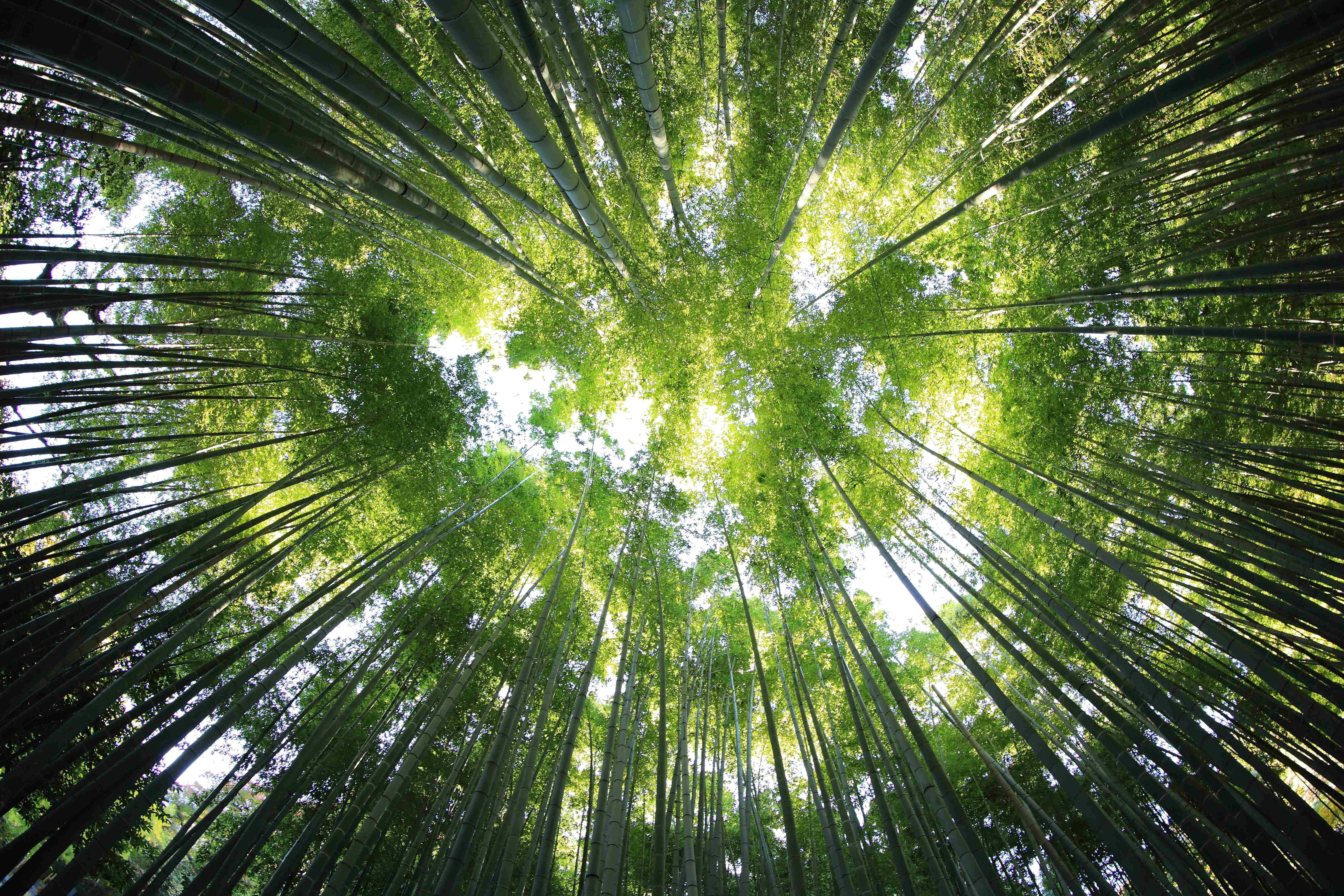 竹林景觀，綠樹環繞 壁紙