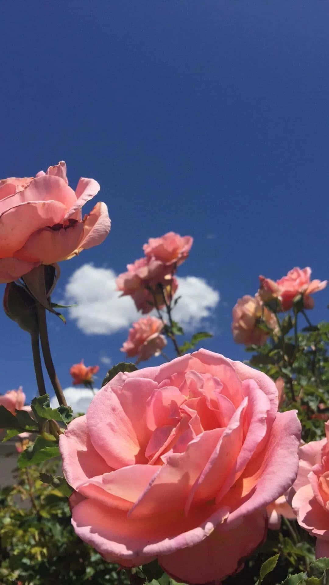 简约美学花朵 壁紙