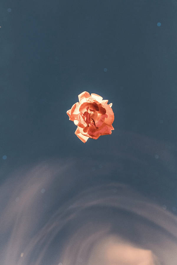 簡約復古橙色花朵美學 壁紙