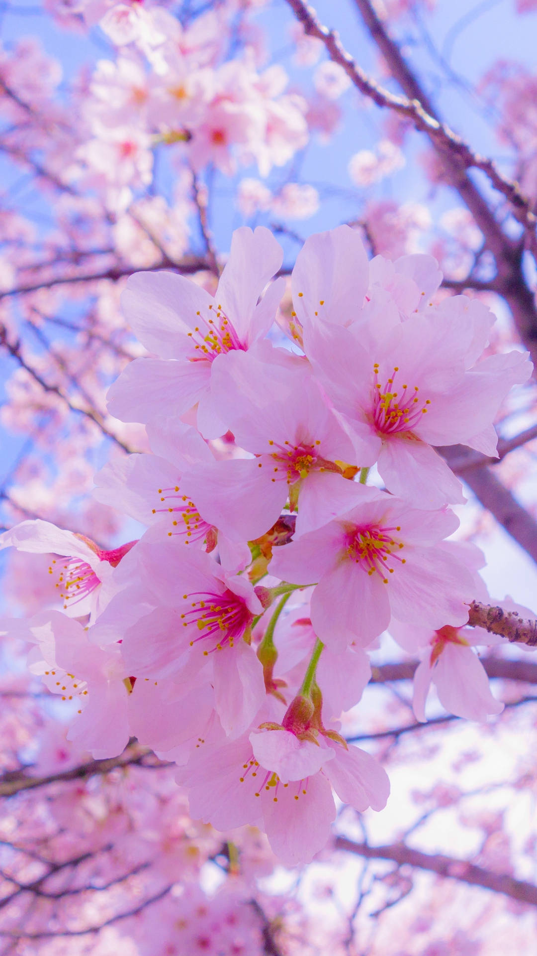 粉嫩花瓣可愛iPhone 壁紙